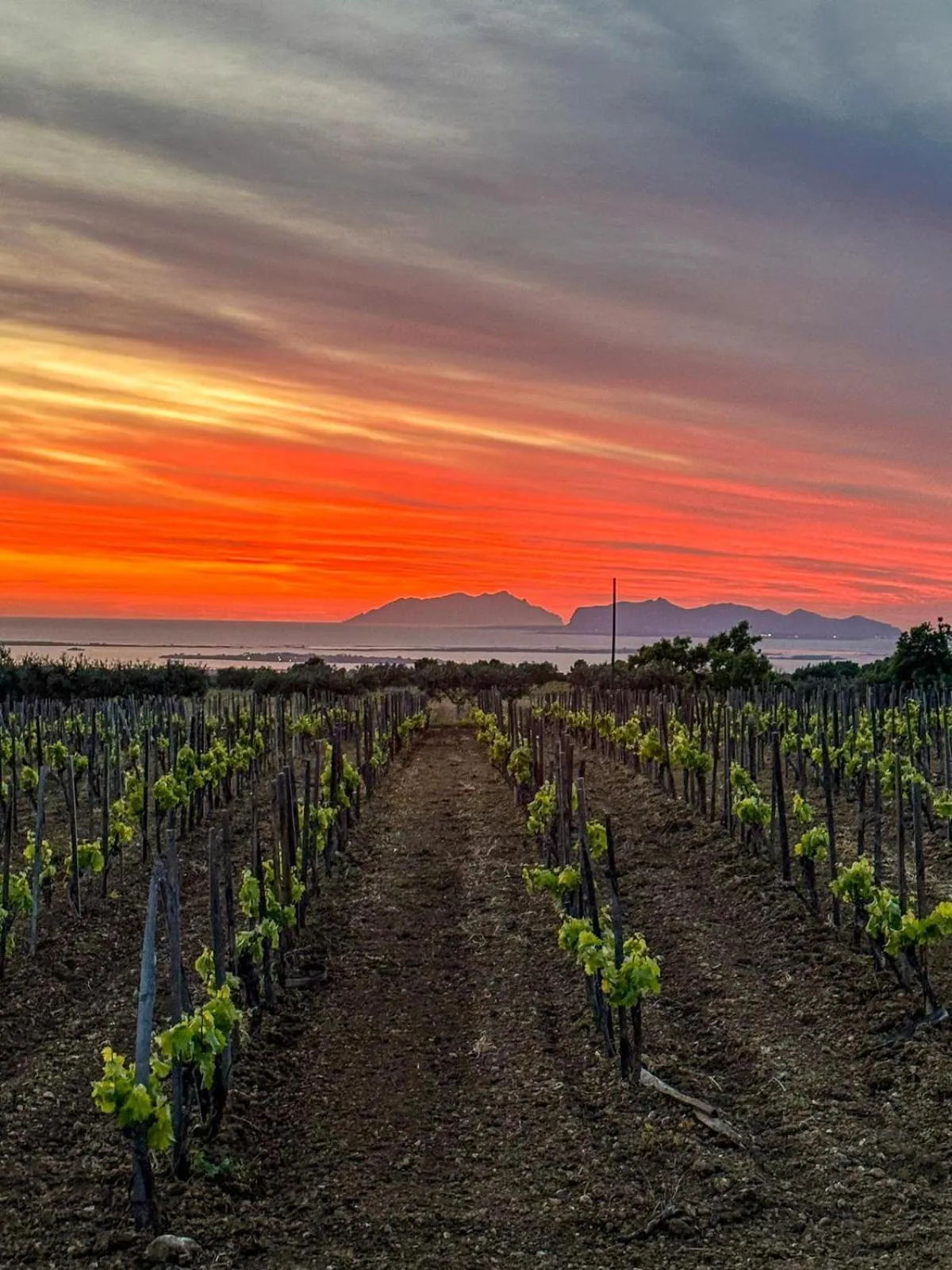 Agriturismo Baglio Donnafranca Wine Resort