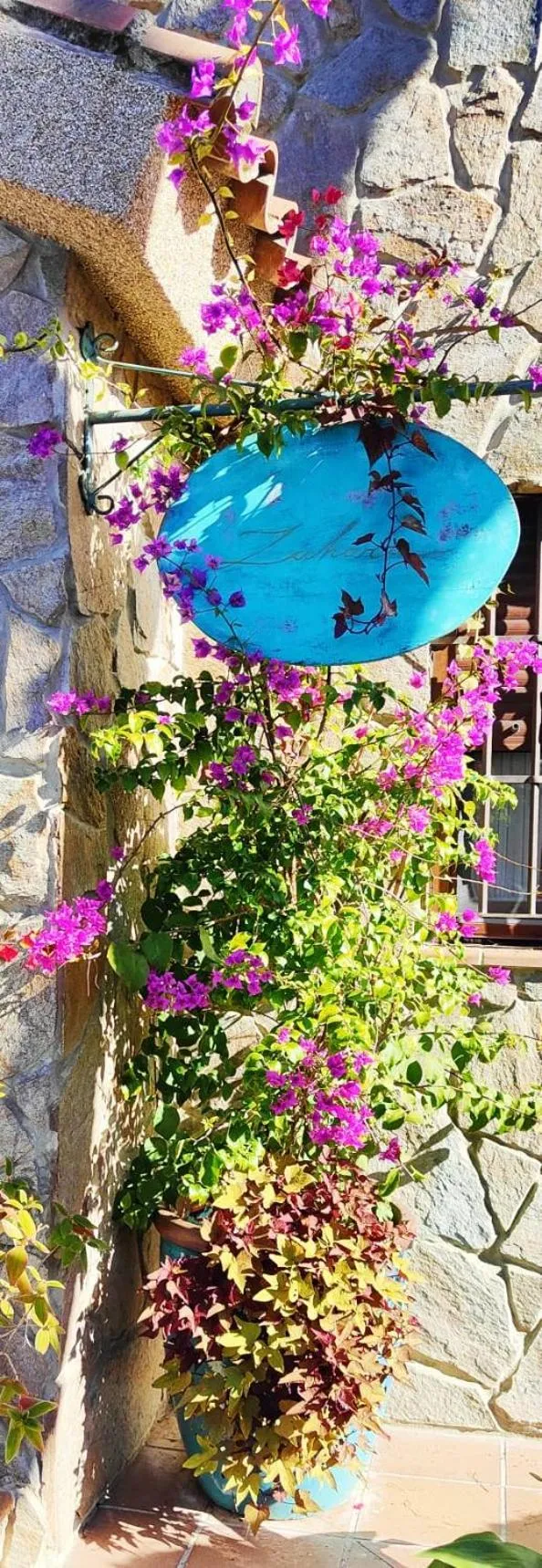 Garden in Villa Zahara