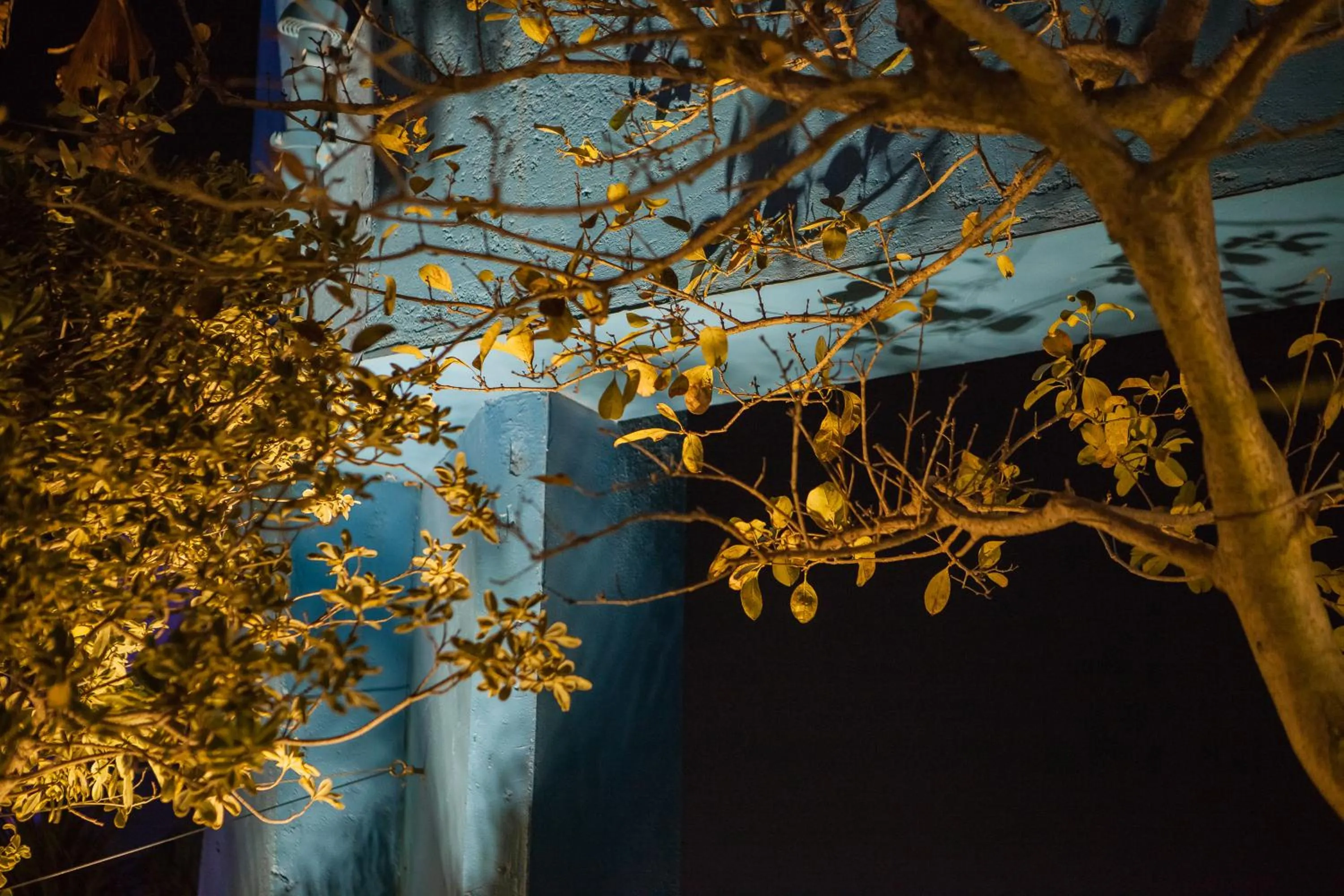 Garden in Anna King Hotel