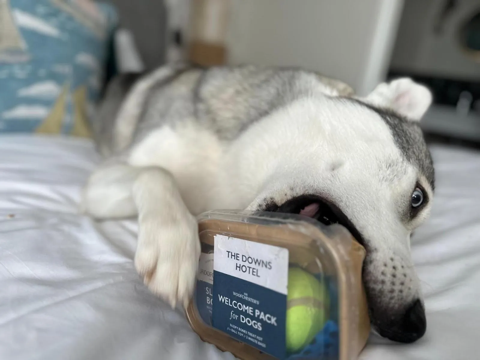 Animals in Downs Hotel