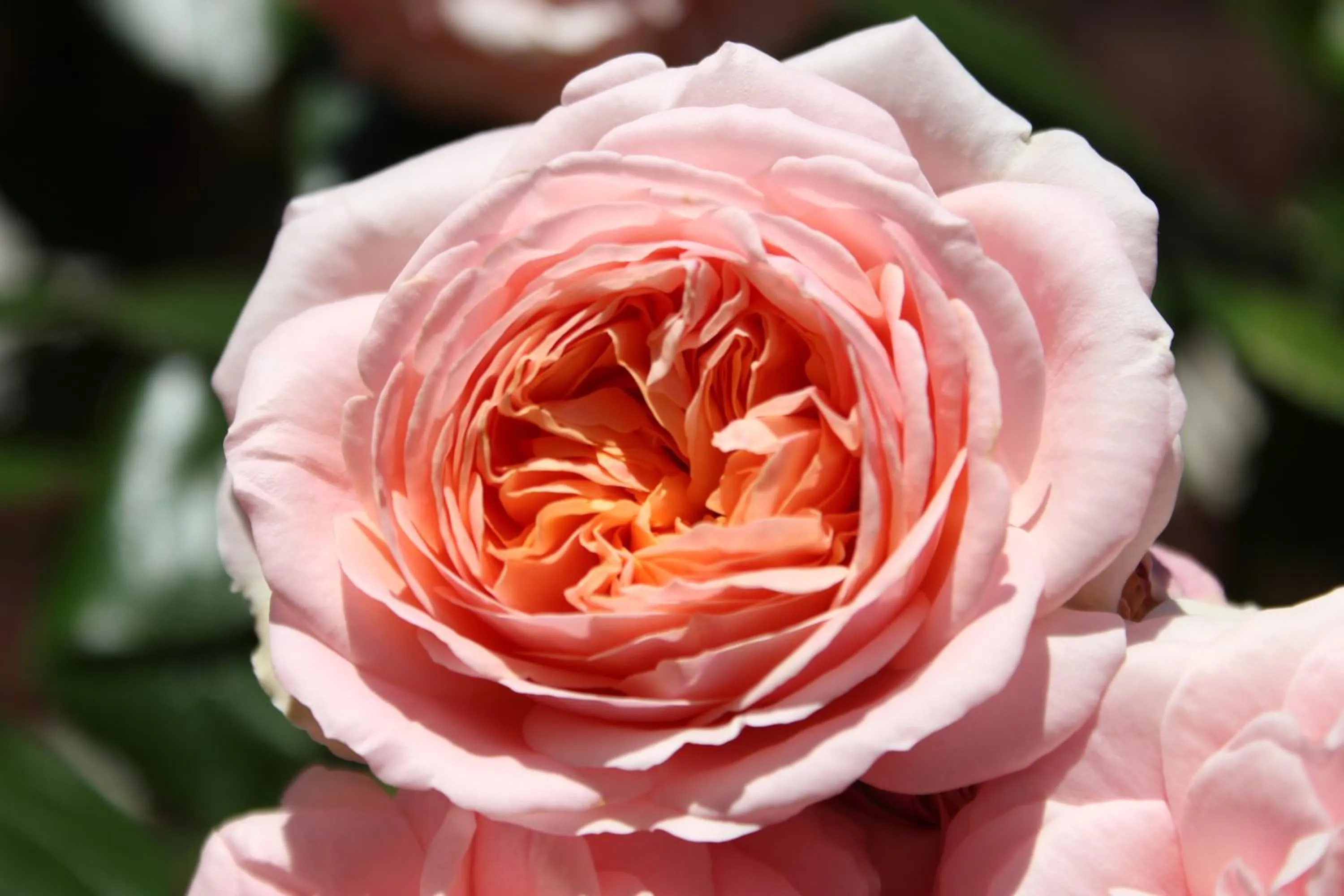 Other in Albergo Residence Italia Vintage Hotel