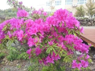 Day in Jeju Bada Wi Olle Pension