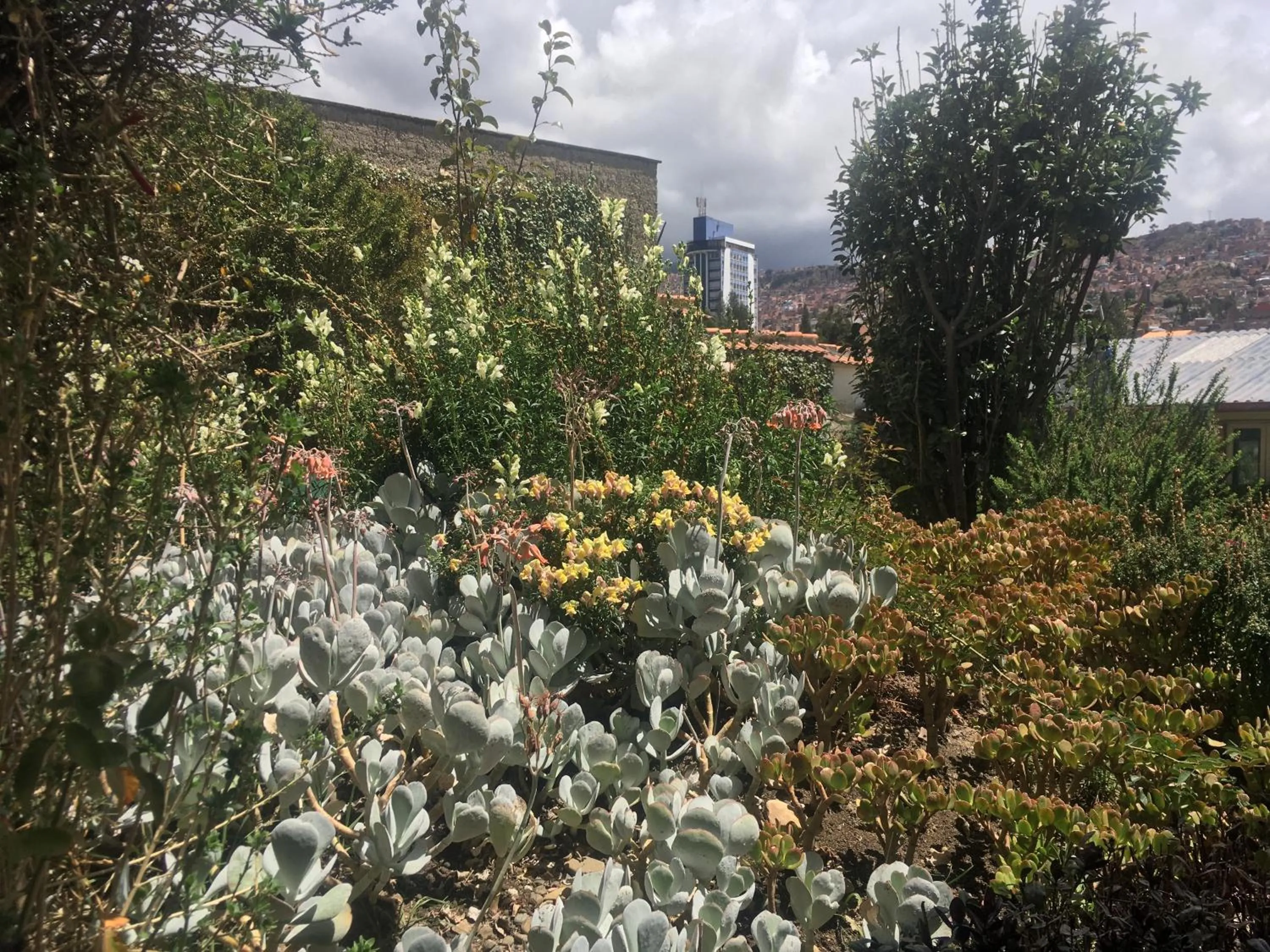 Garden in La casa de Teresita