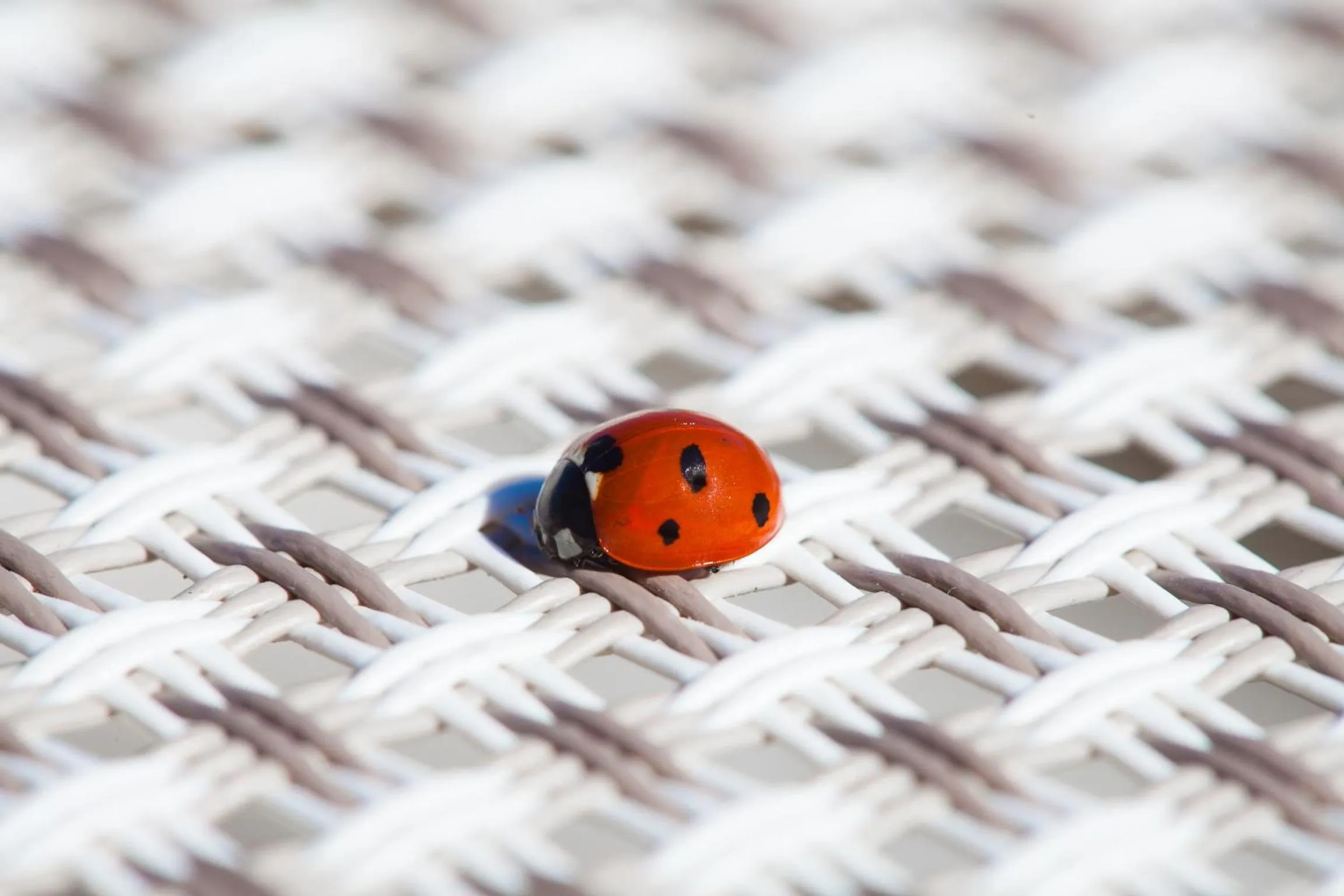 Animals in Hotel Zeus