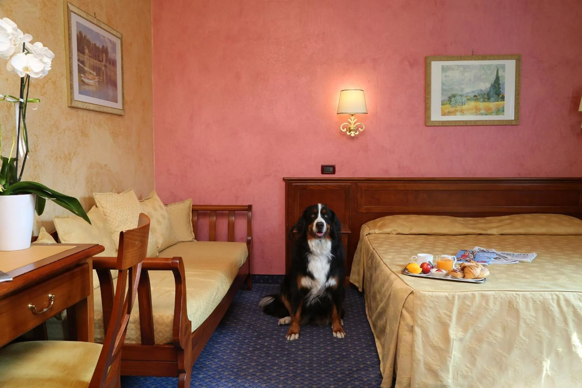 Pets, Bed in Hotel Abacus