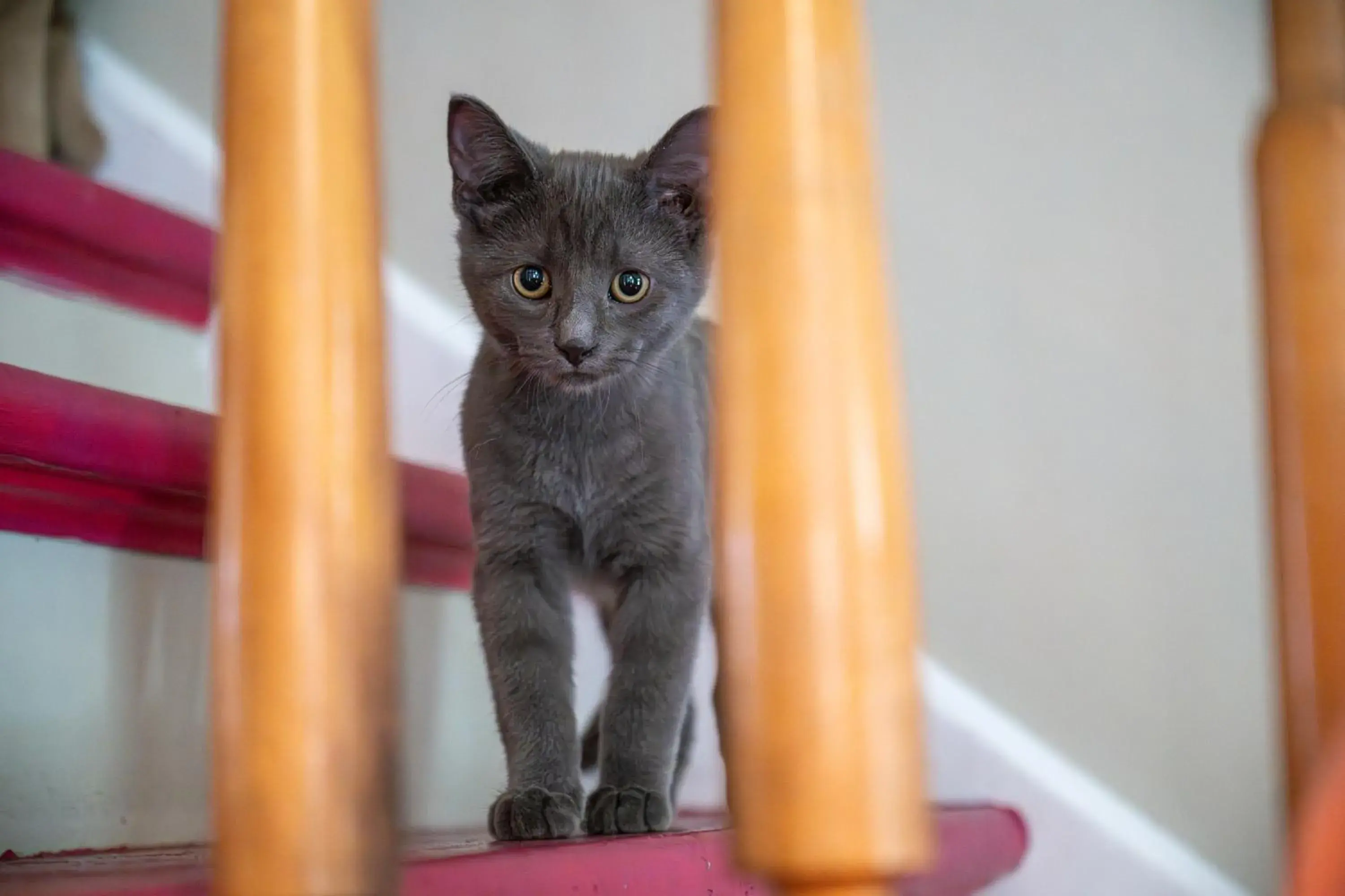 Standard King Room in Auberge Carpe Diem Standard King Room in Auberge Carpe Diem