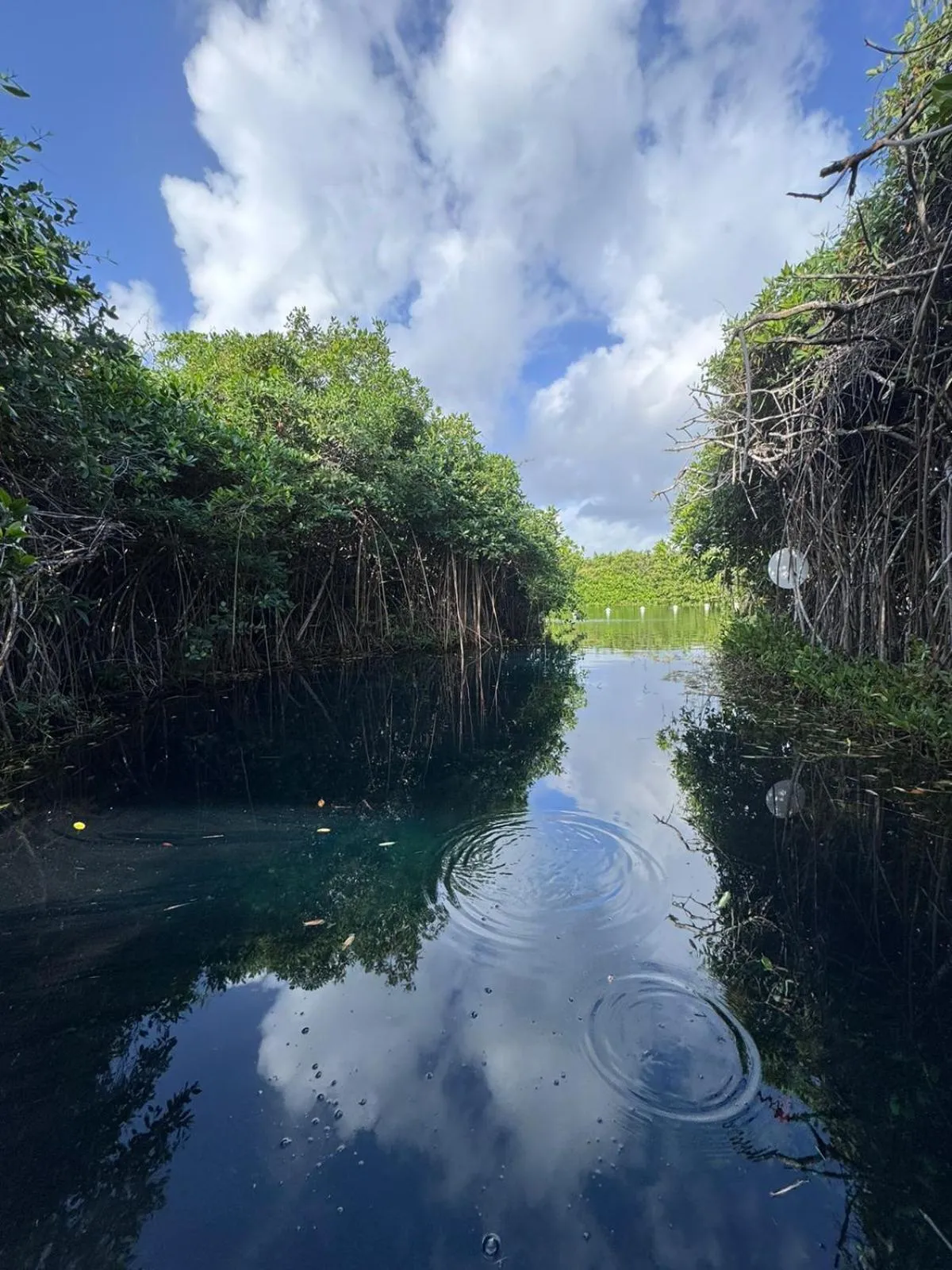 Natural landscape in Cabañas Tulum - Aldea Mangle & Cenote