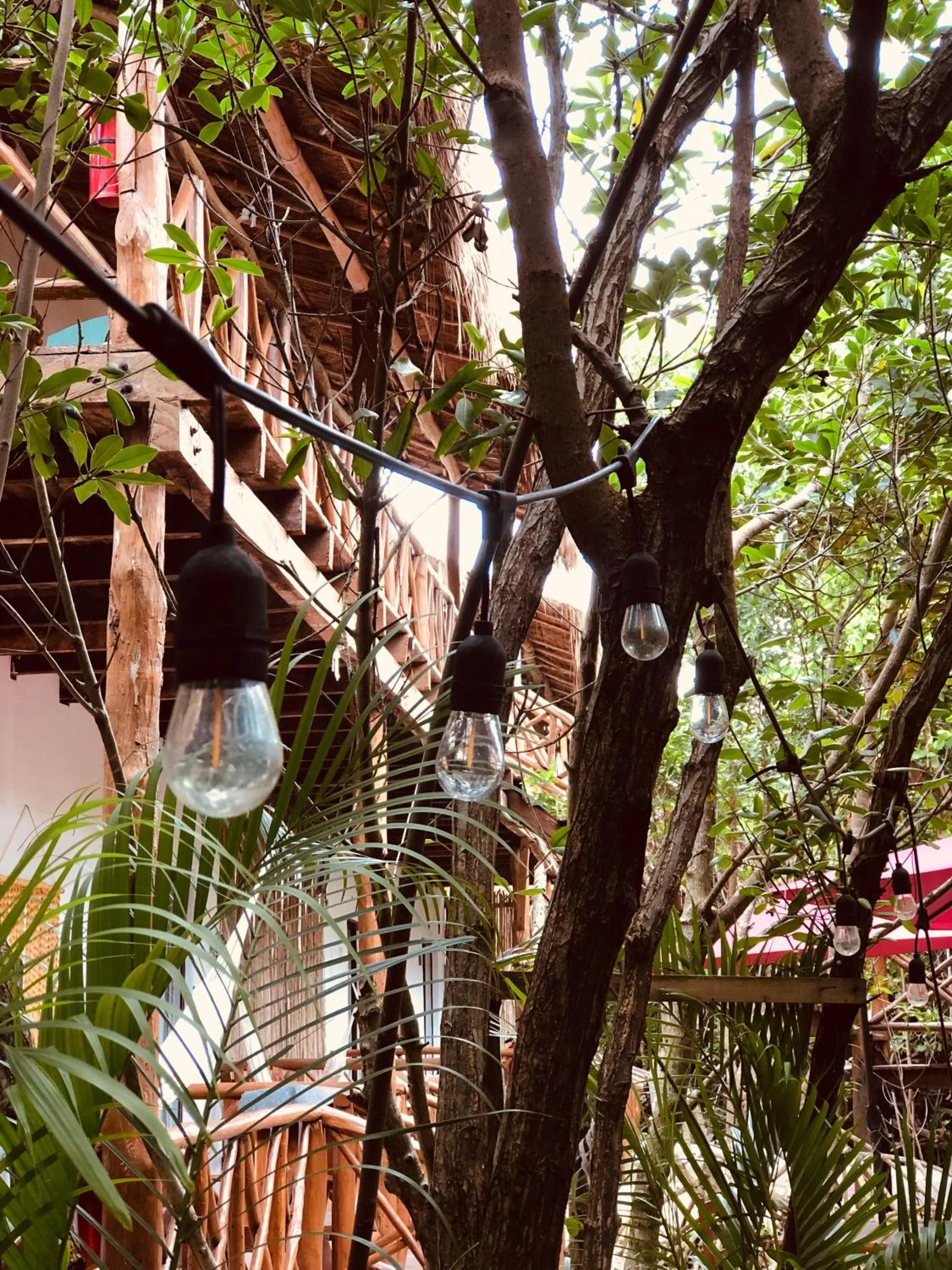 Natural landscape in Cabañas Tulum - Aldea Mangle & Cenote
