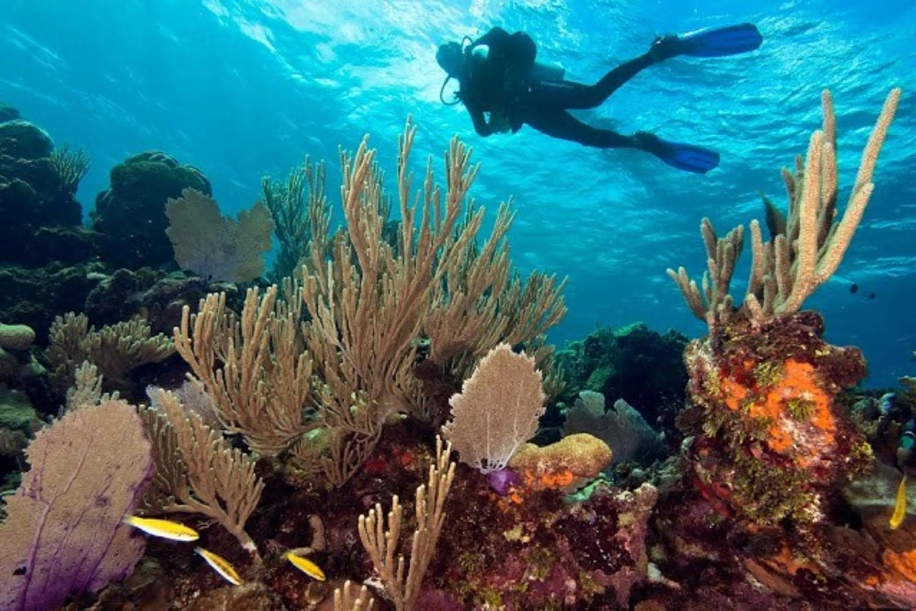 Natural landscape in Barefoot Cay Resort