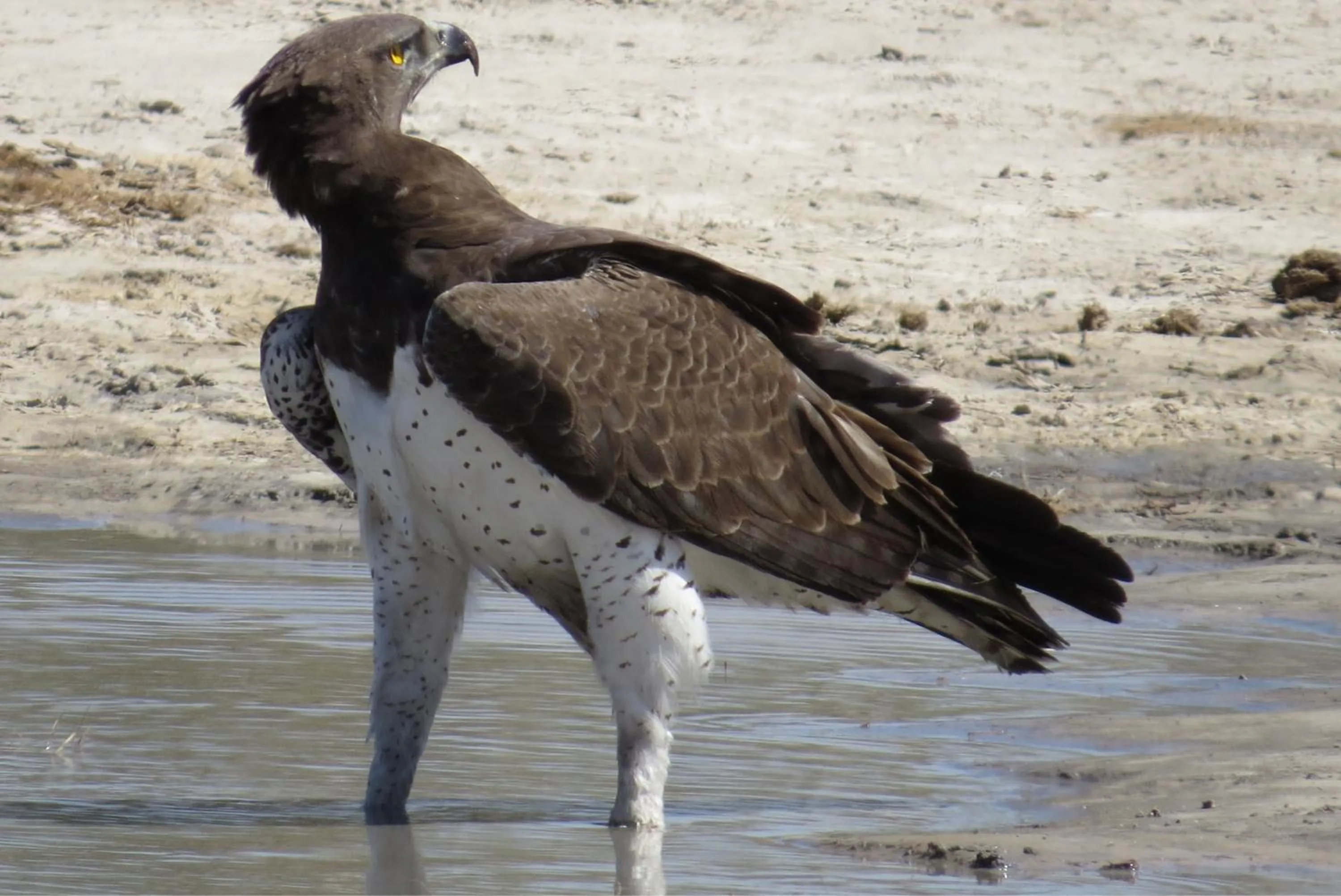 Animals in Crocodile Bridge Safari Lodge