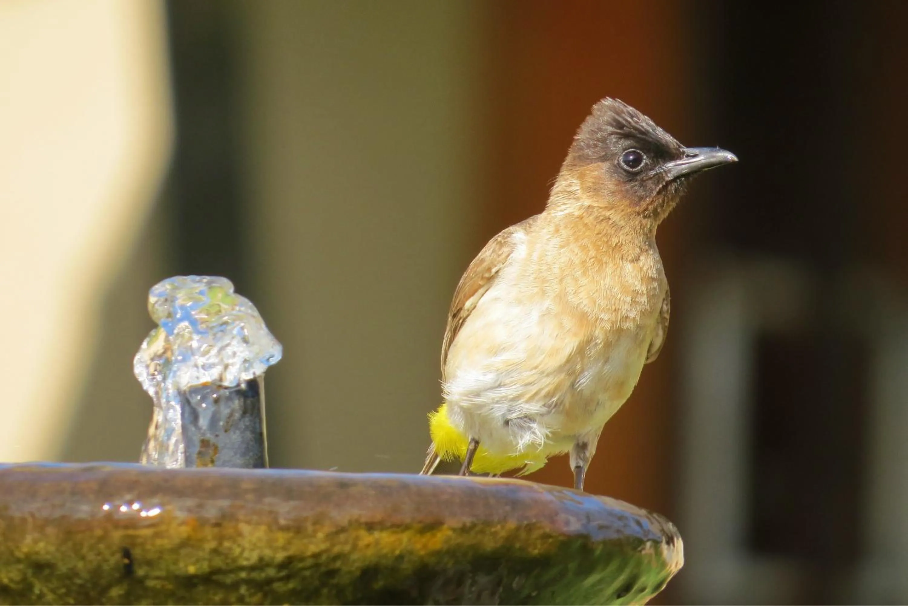 Animals in Crocodile Bridge Safari Lodge