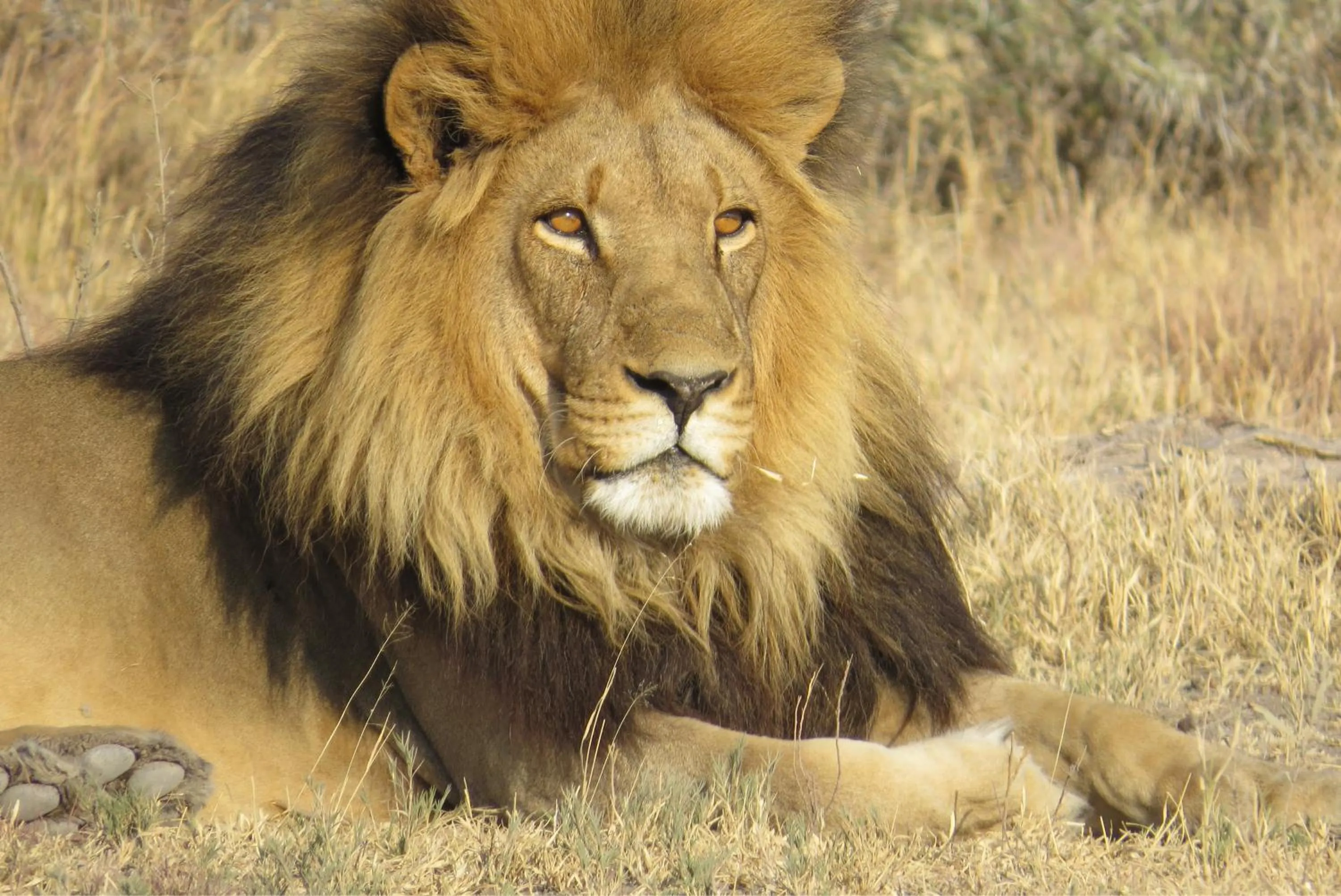 Animals in Crocodile Bridge Safari Lodge