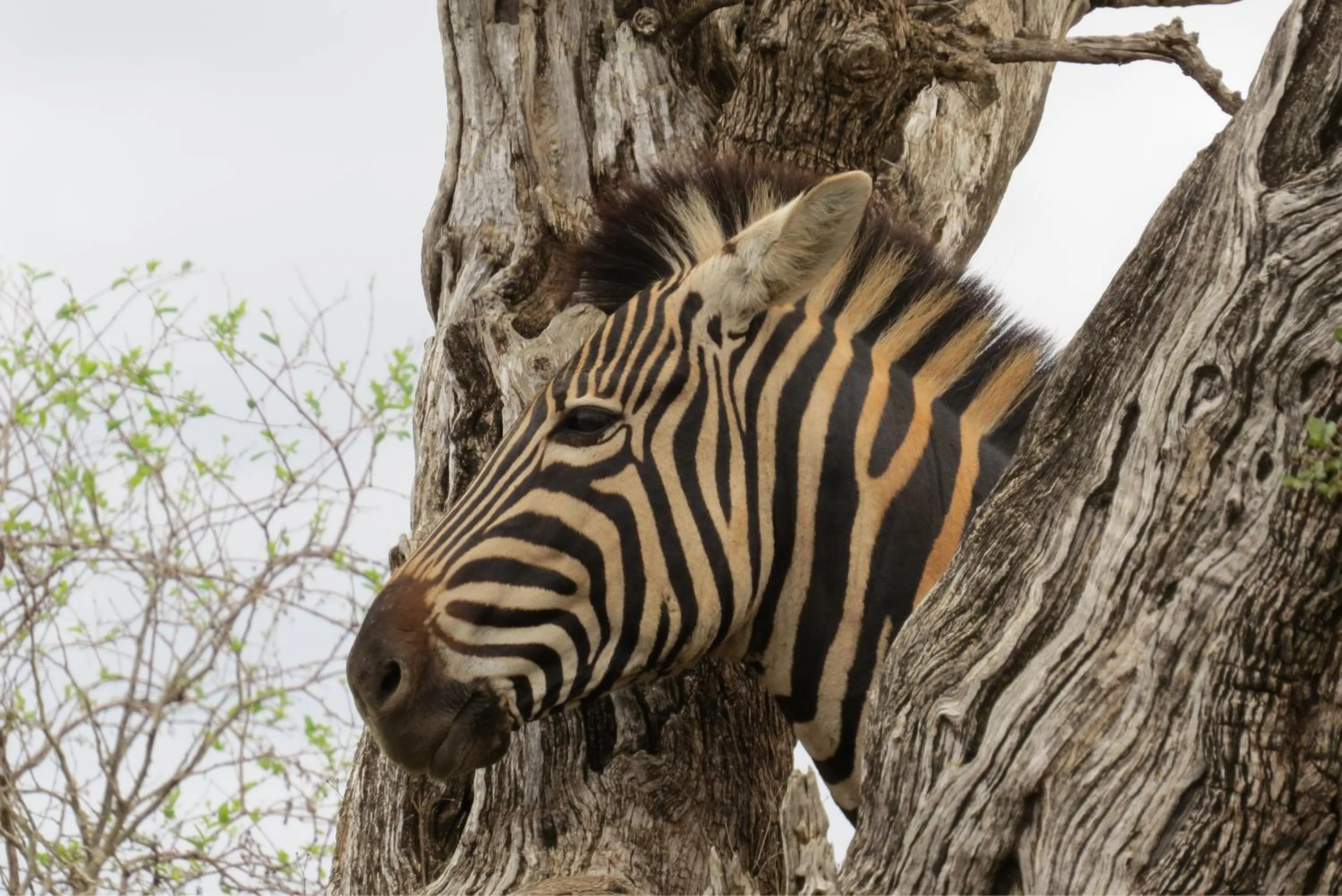 Animals in Crocodile Bridge Safari Lodge