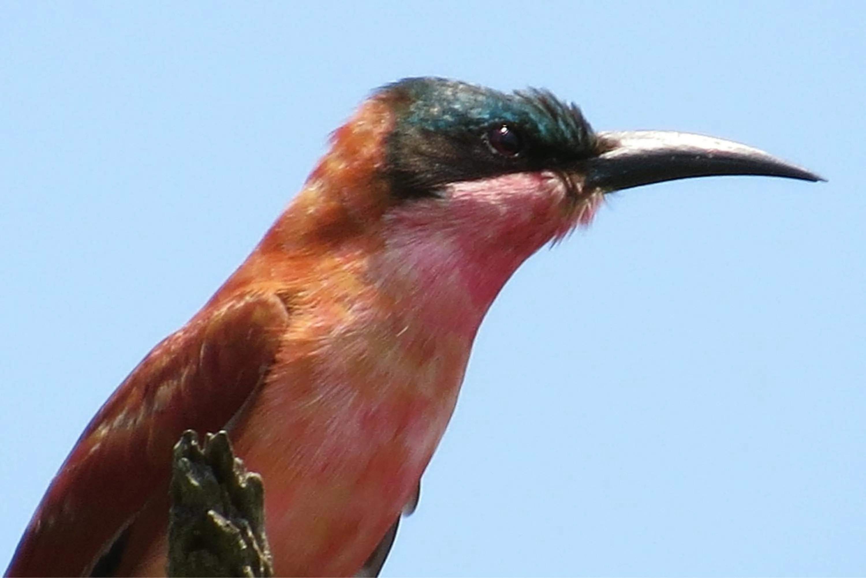 Animals in Crocodile Bridge Safari Lodge