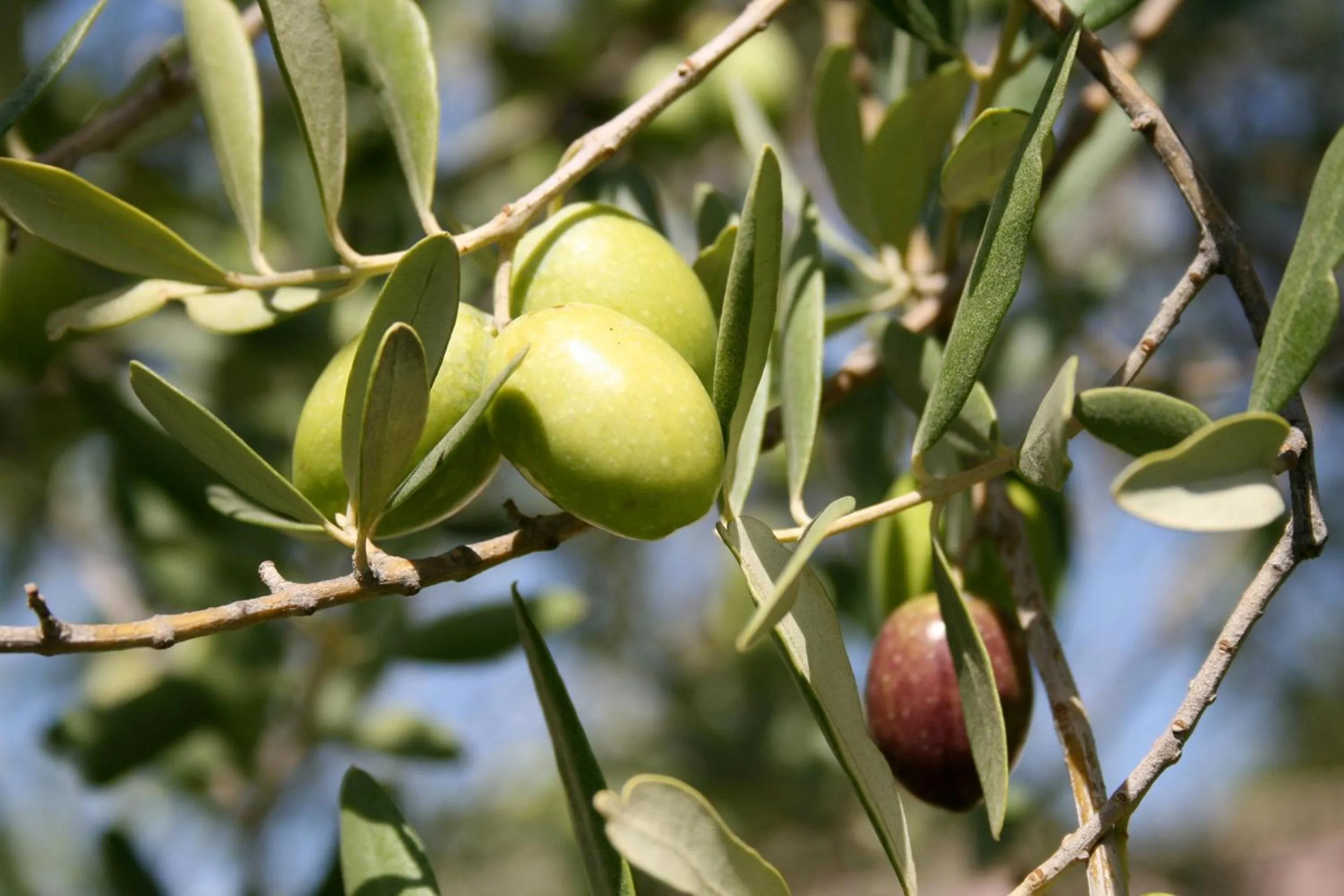 Decorative detail in Masseria Degli Ulivi - Noto