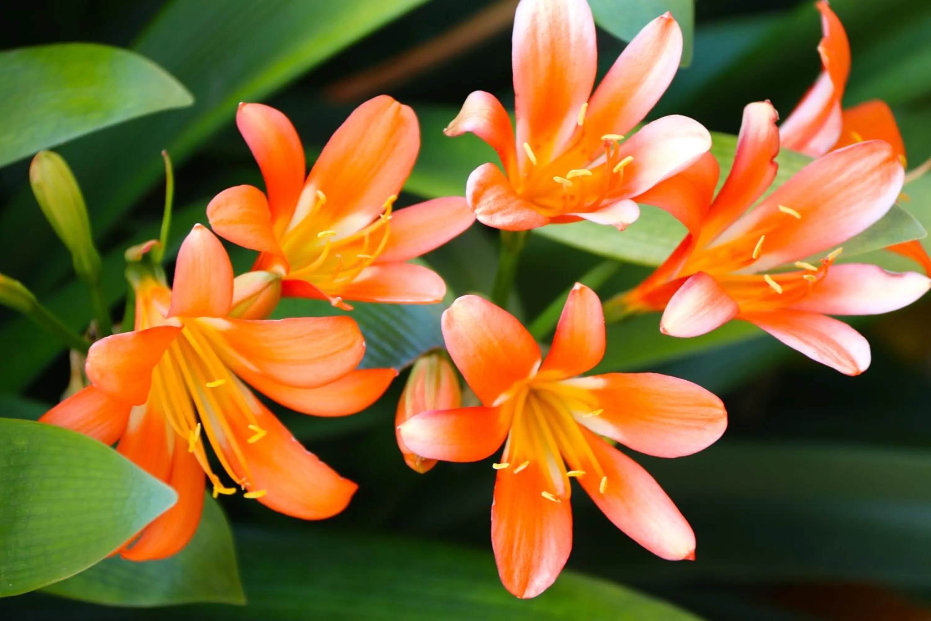 Garden in Gasthaus Tannenhof