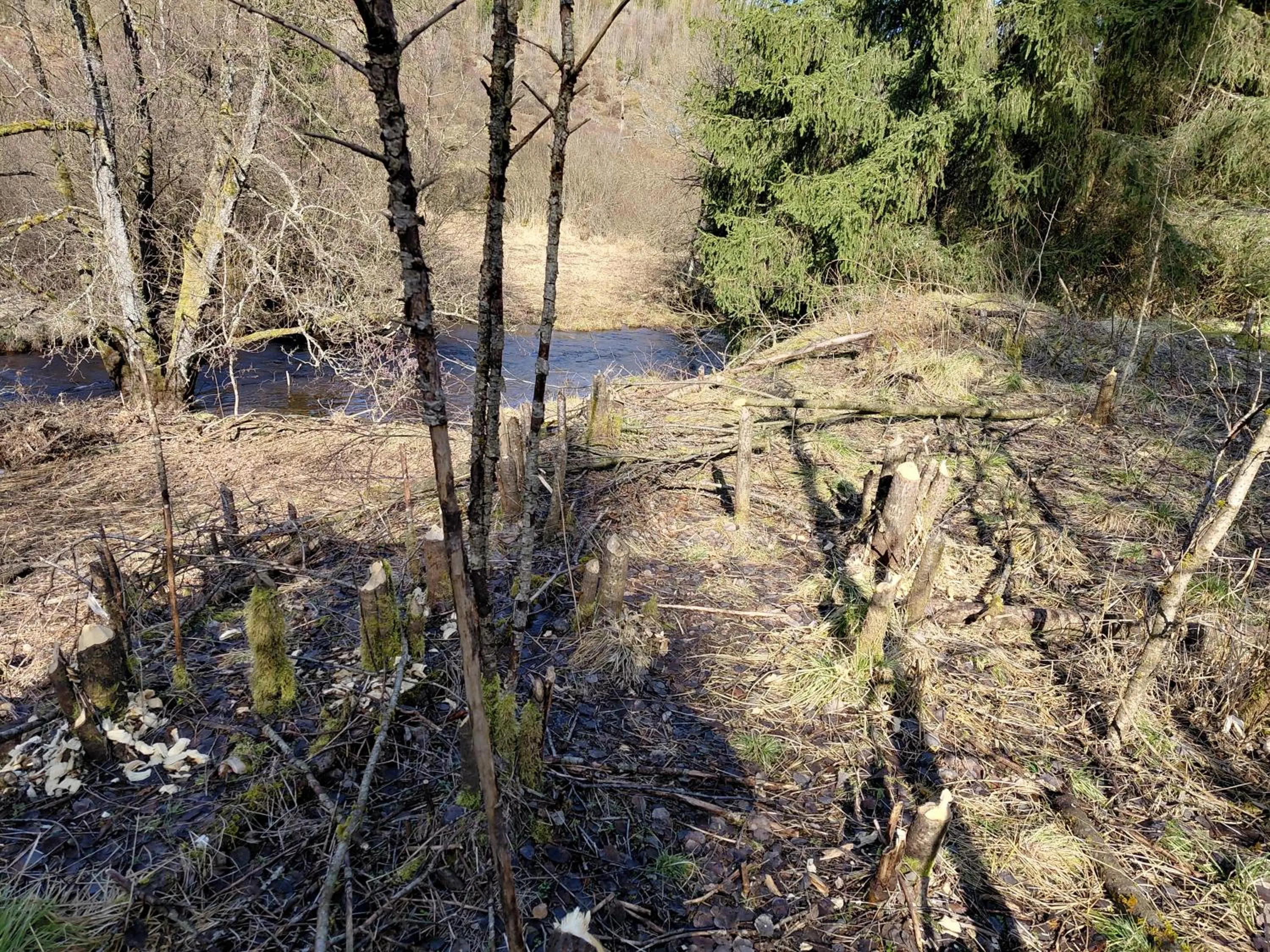 Natural landscape in DER Hirsch Hotel