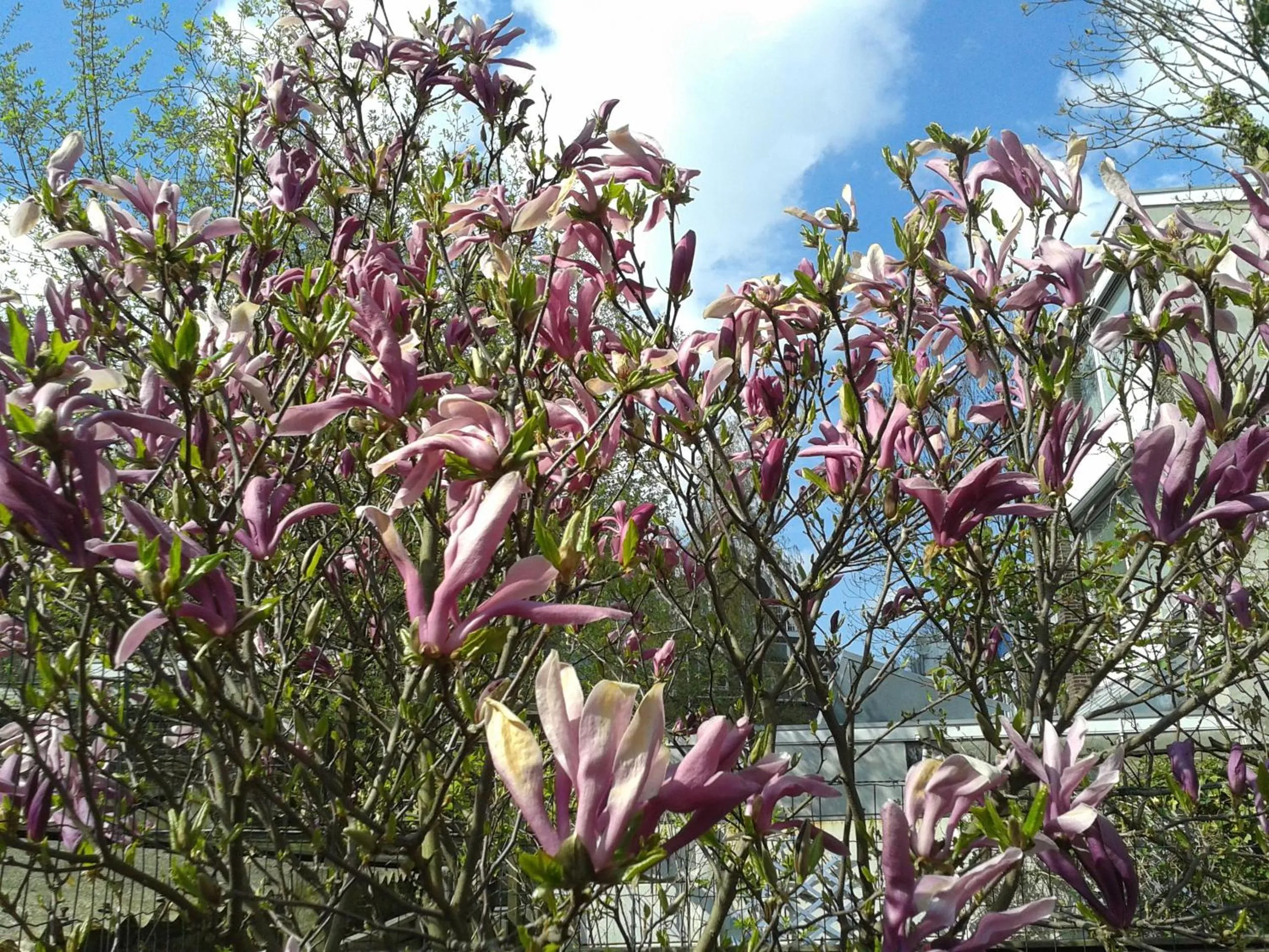Garden in Bed & Breakfast Maria