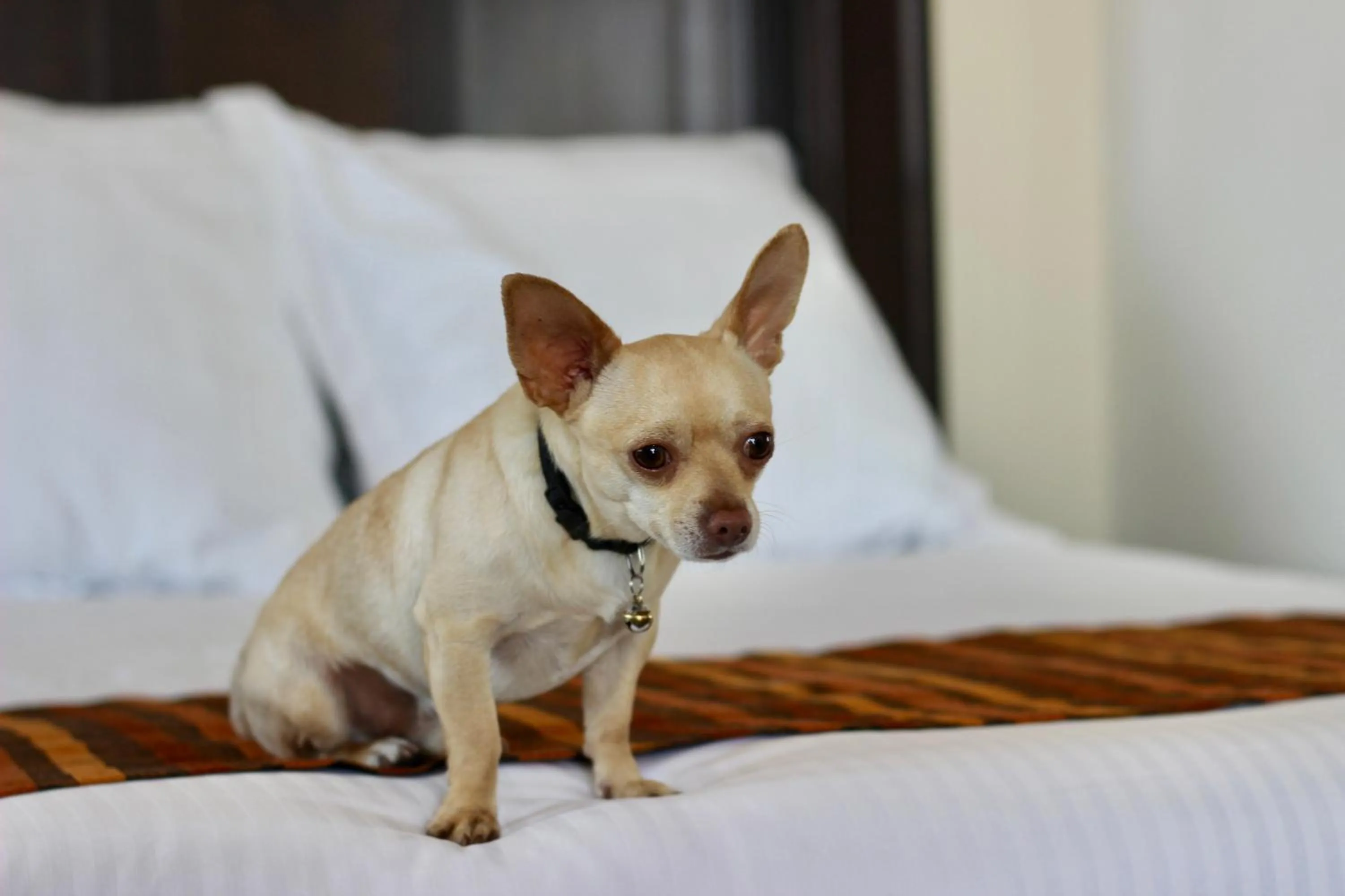 Pets in Hotel Stadium Leon