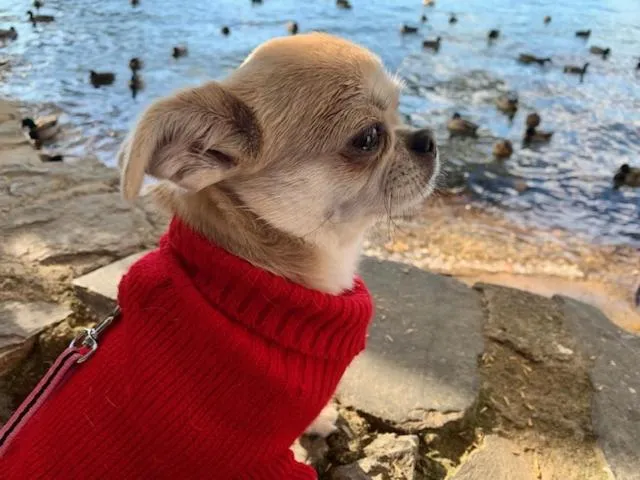 Pets in River Park Hotel