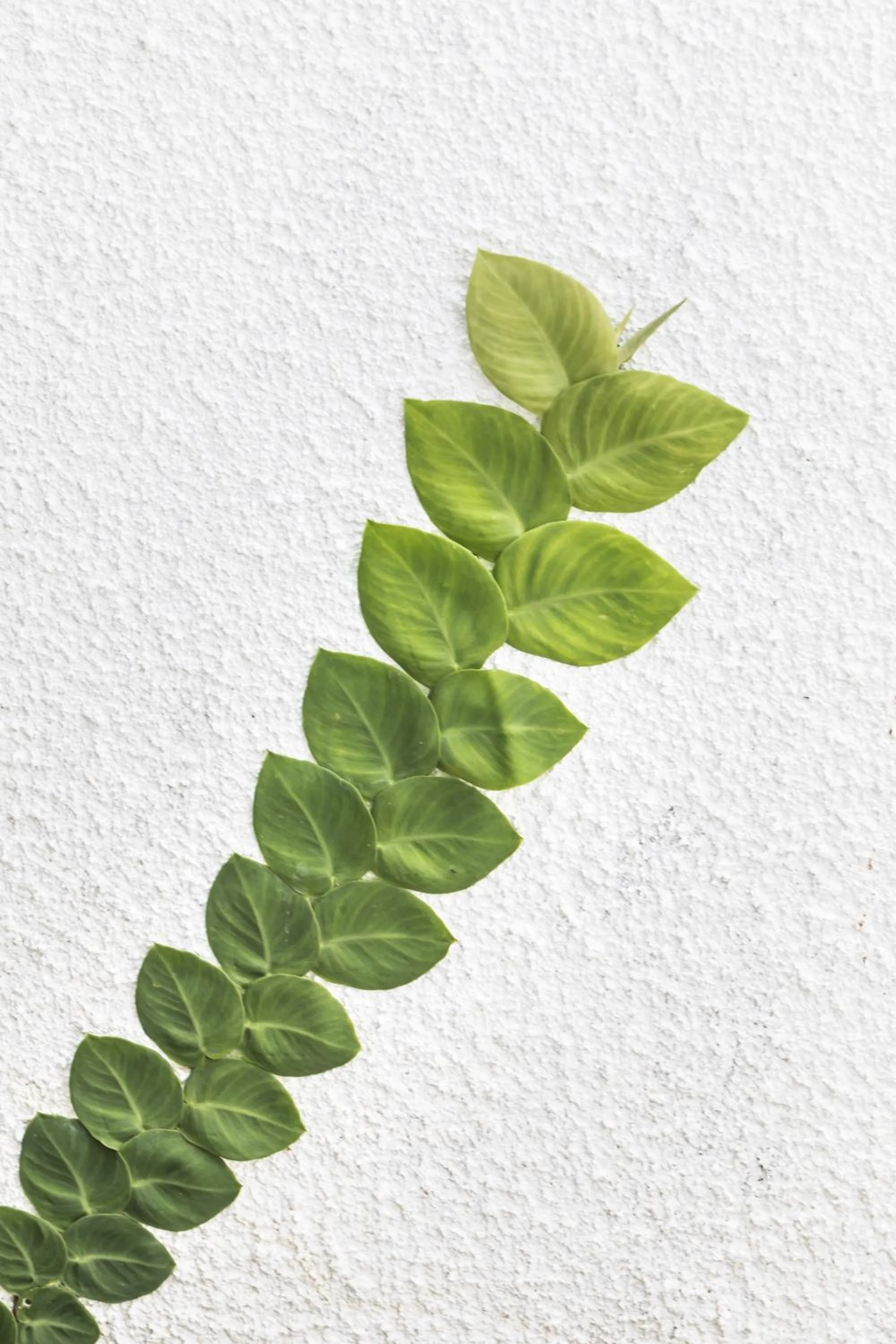 Property logo or sign in Fenosa Seminyak Villas