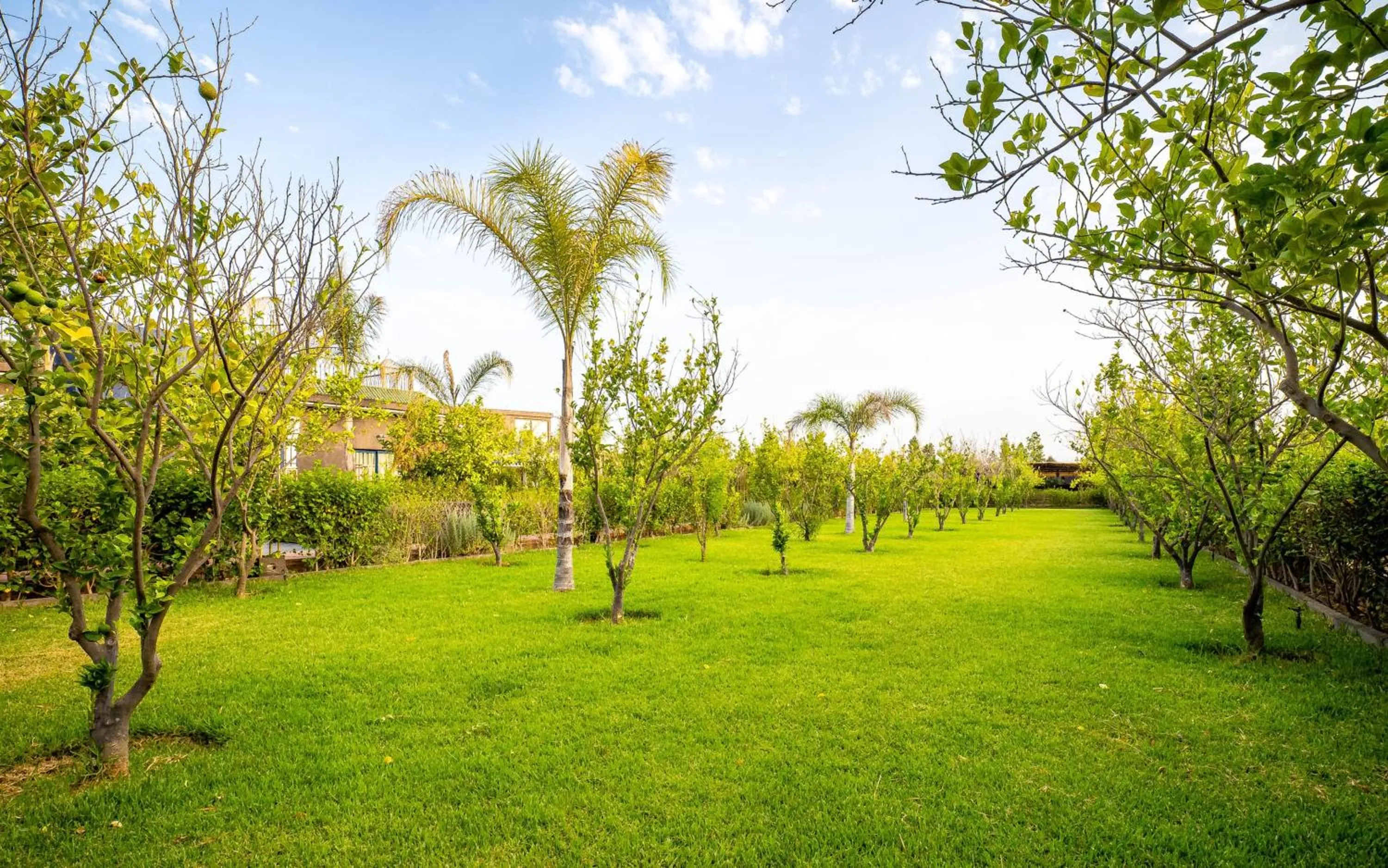 Spring in The Lemonary Marrakech