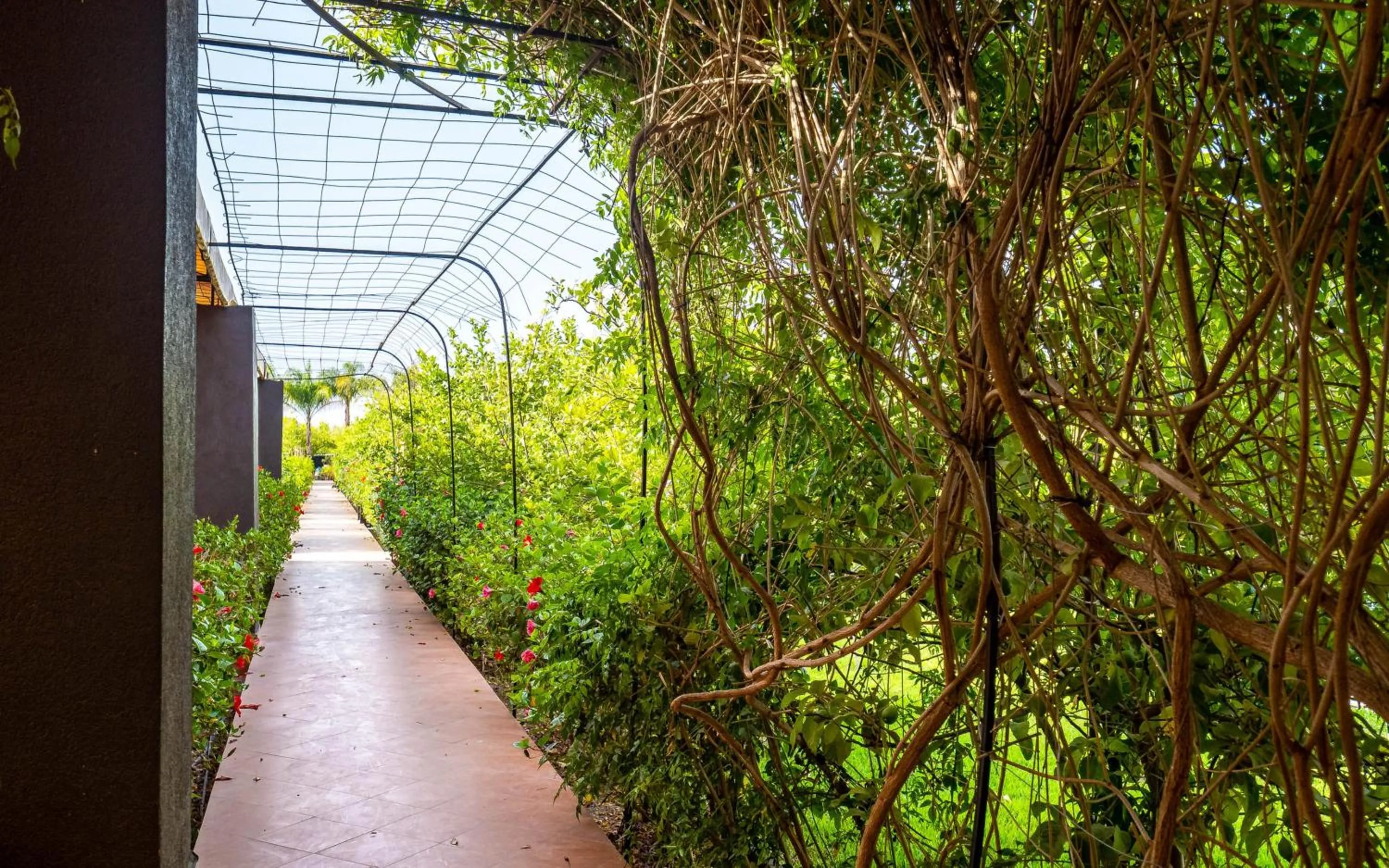 Spring in The Lemonary Marrakech