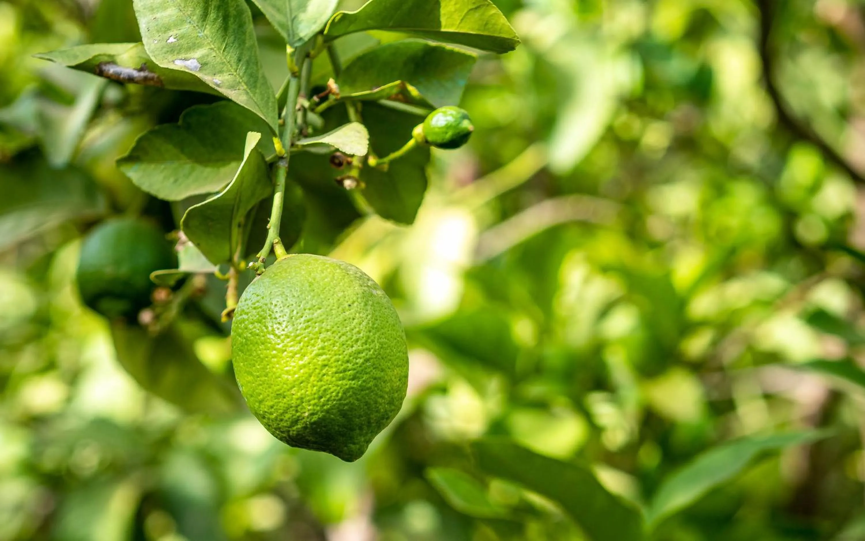Spring in The Lemonary Marrakech