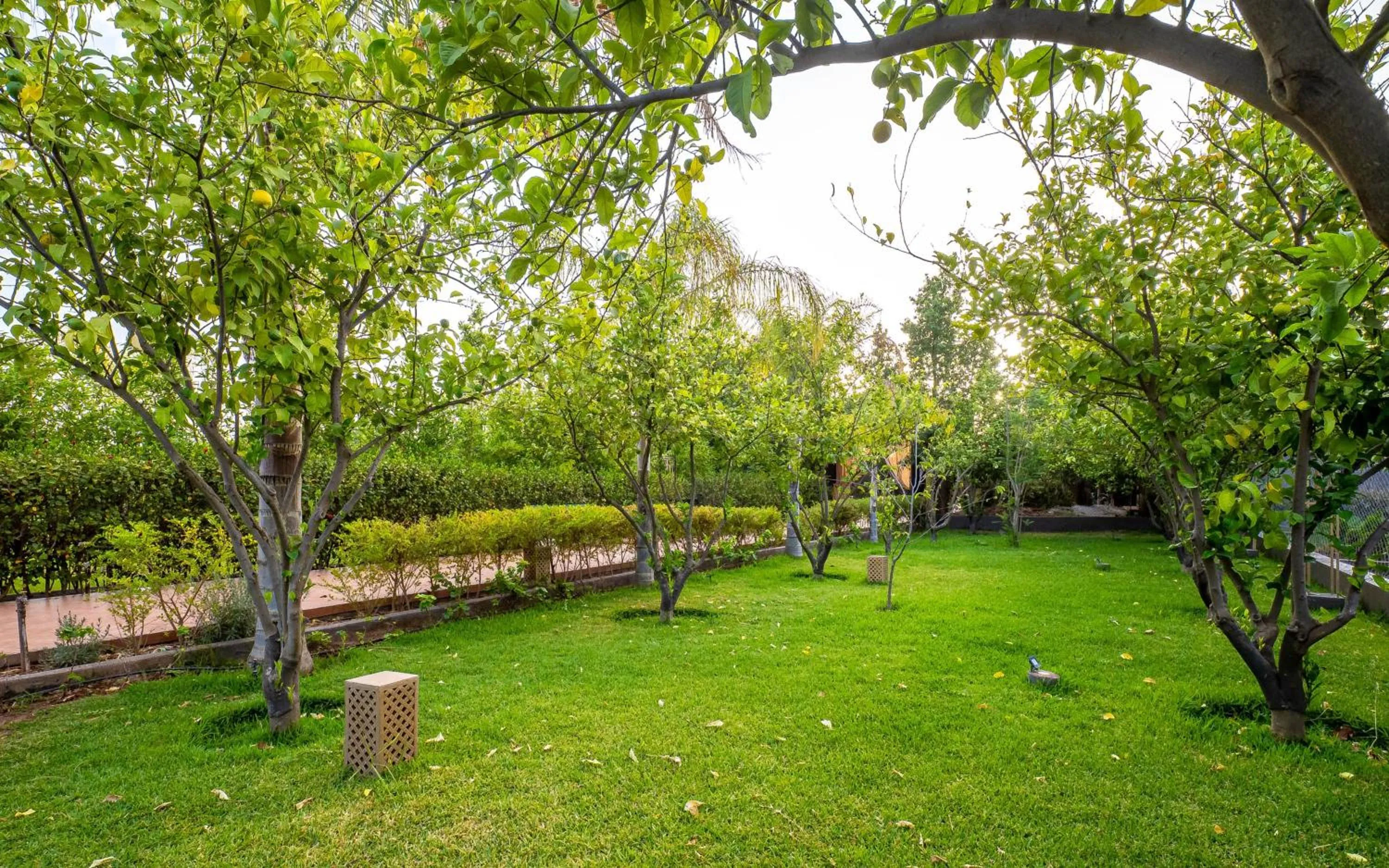 Spring in The Lemonary Marrakech