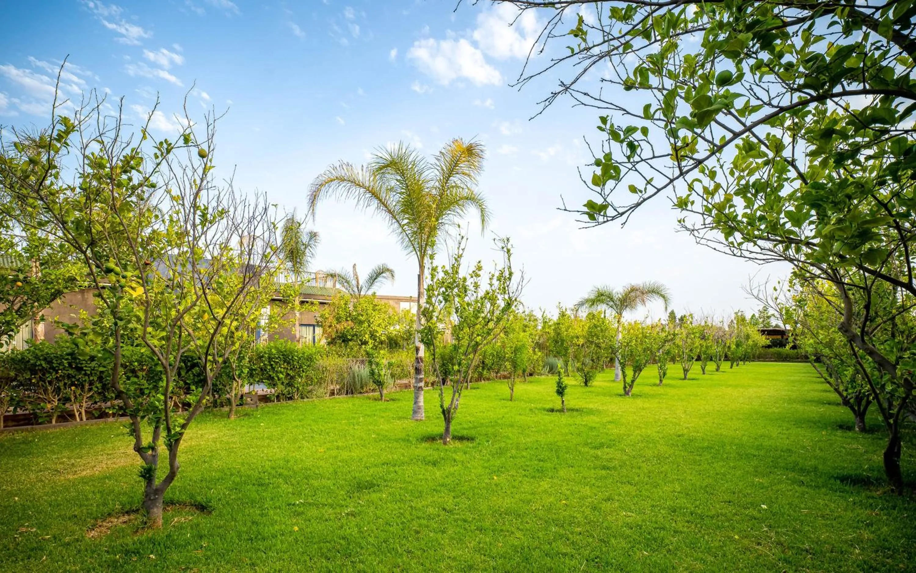 Spring in The Lemonary Marrakech