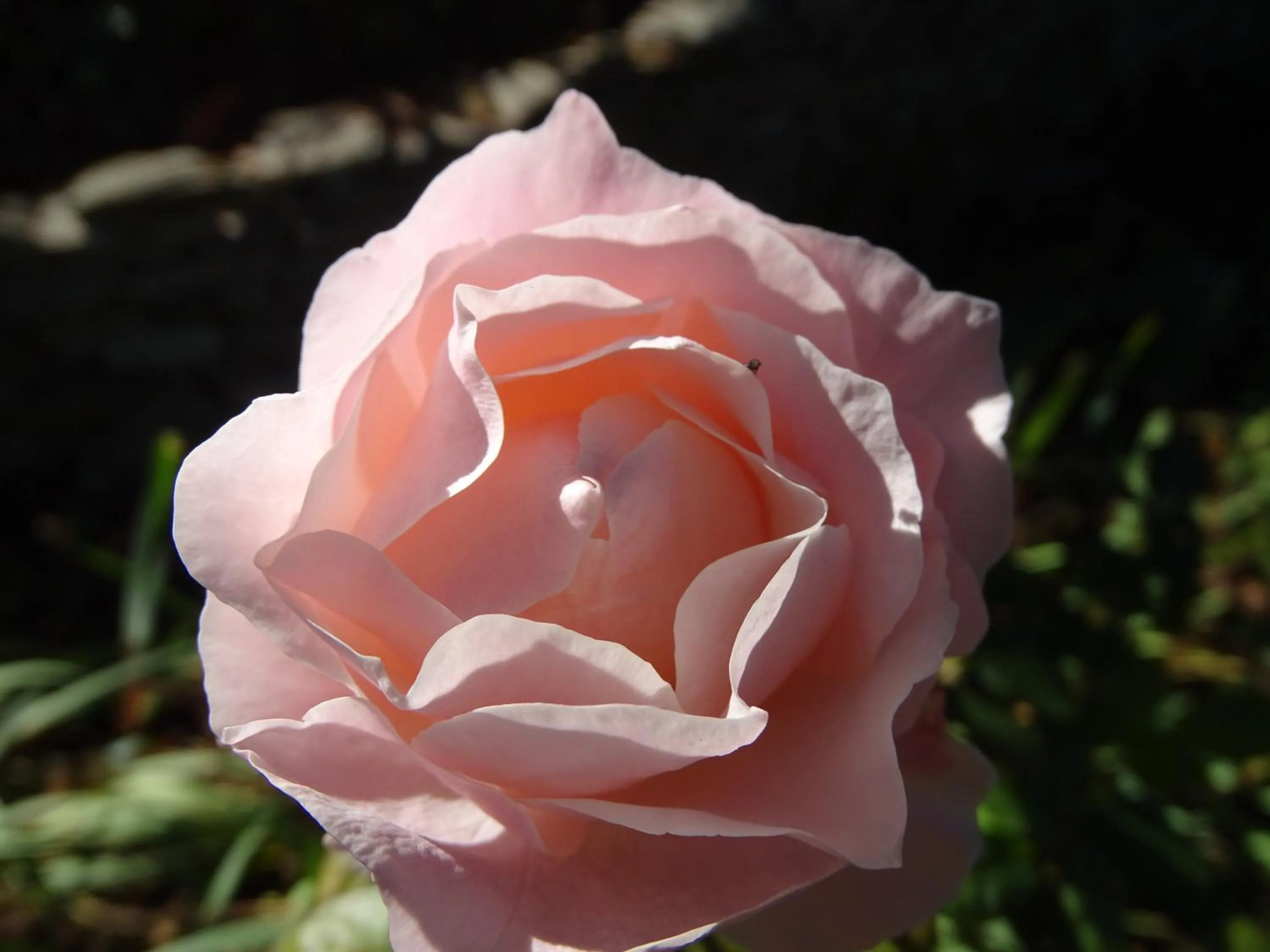 Garden in La Pajassa