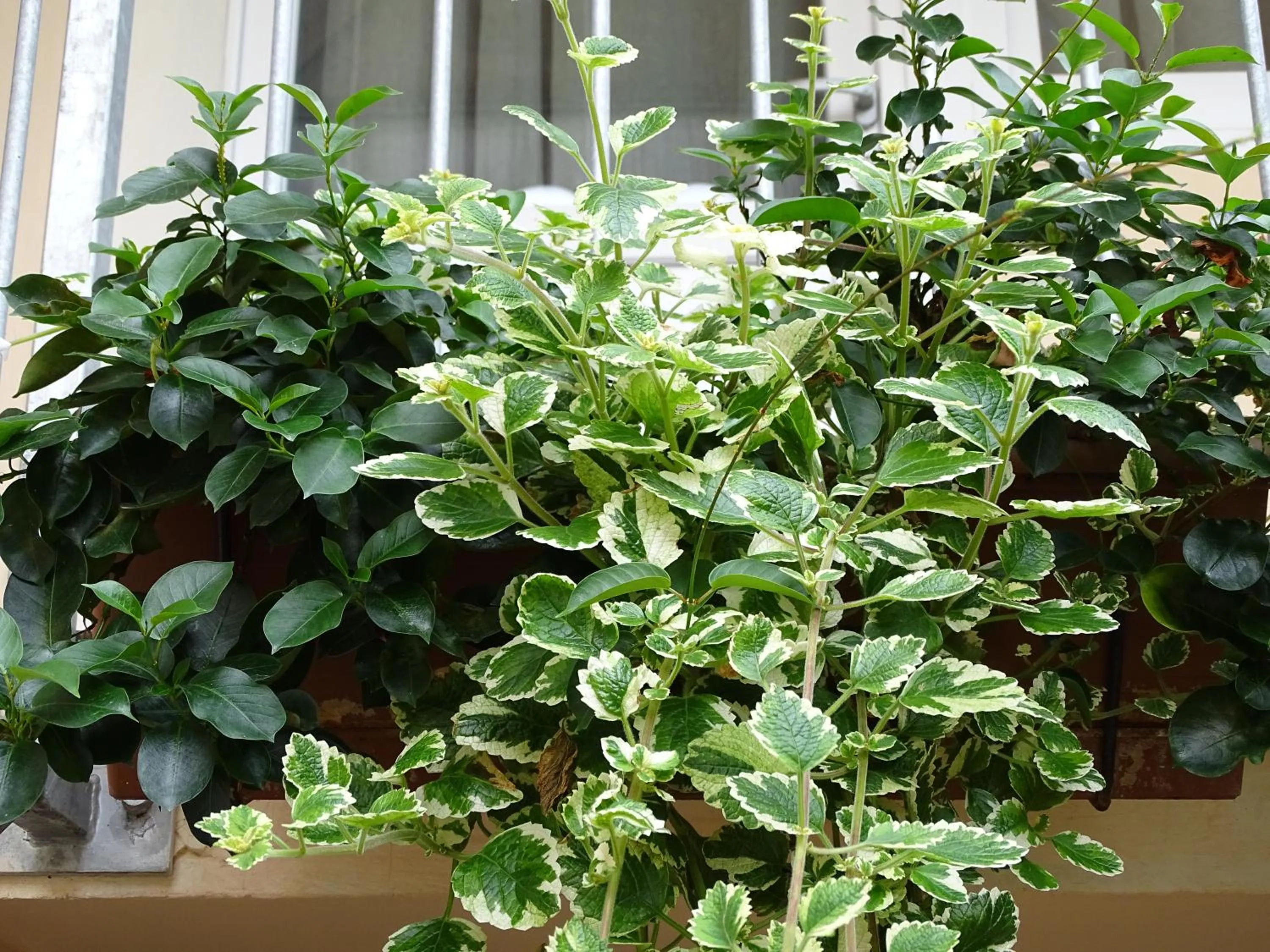 Garden view in La Pajassa