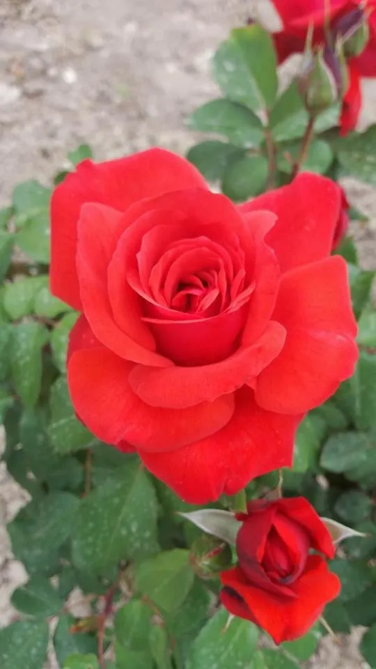 Garden in Nephele Apartments