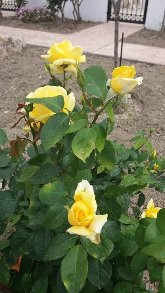 Garden in Nephele Apartments