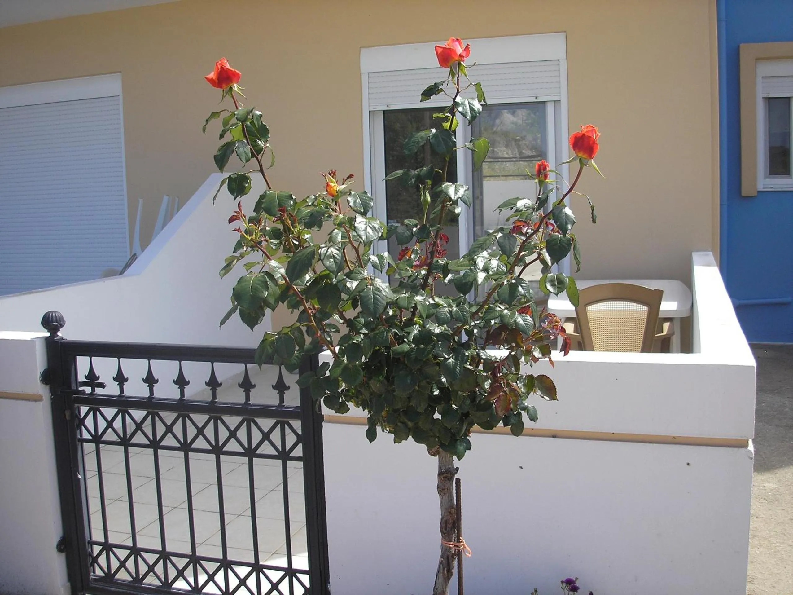 Garden in Nephele Apartments