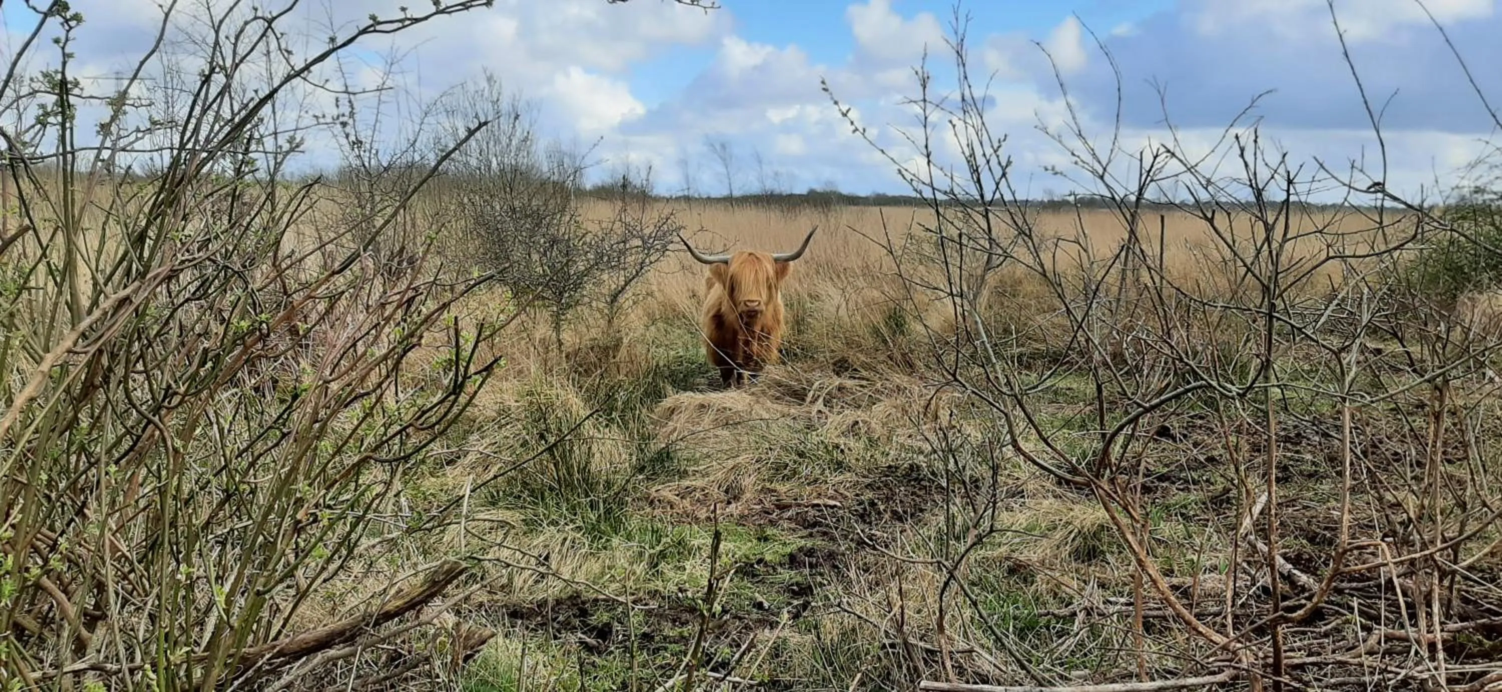 Natural landscape in 't Bûtefjild