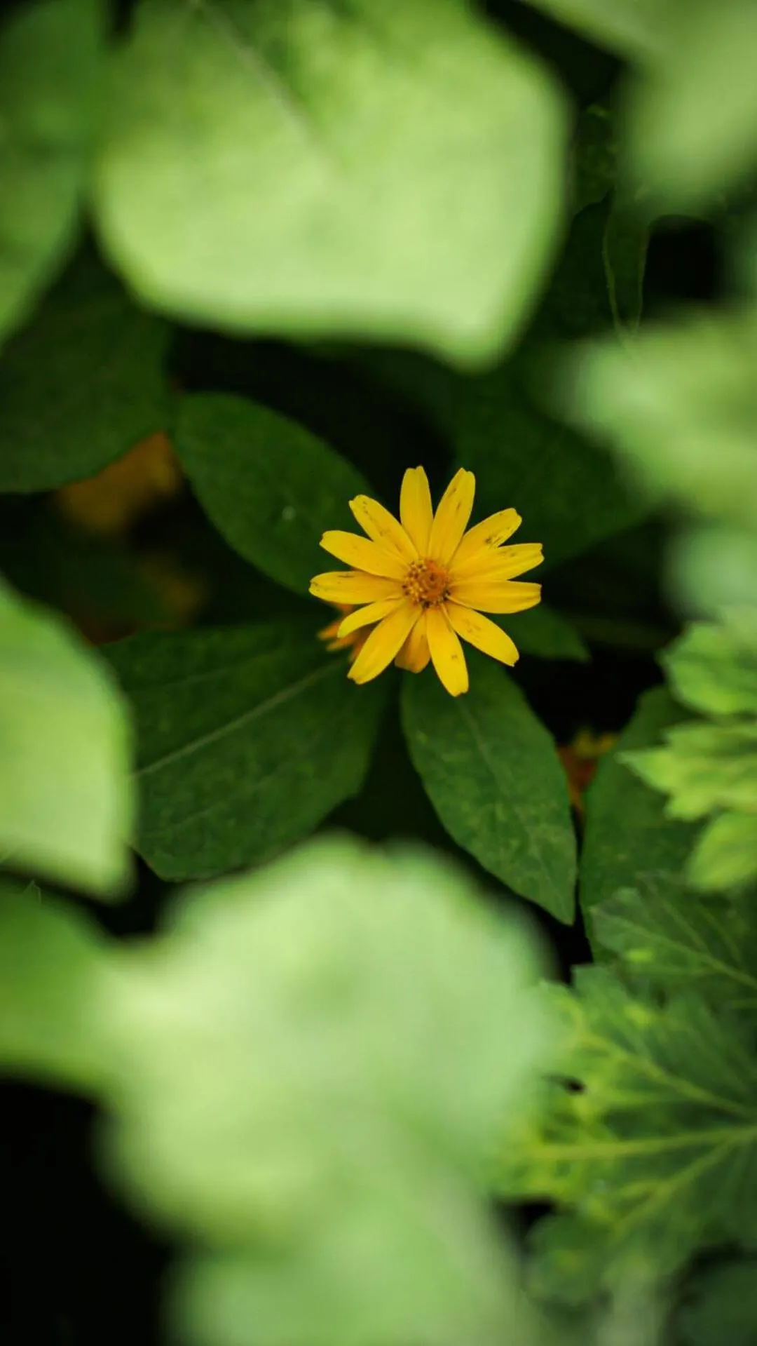 Garden in Hotel Mountain View - Lakeside Pokhara