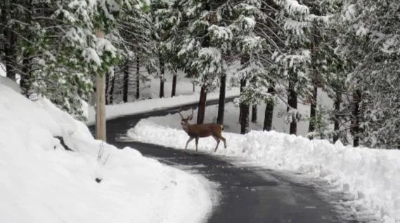 New Luxury 5BR Cabin in Pine Mountain Lake! 1 Minute to Beach! Massage Chair! Close to Yosemite! Perfect for Retreats and Escapes All Seasons!