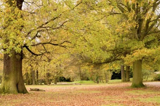 New Luxury 5BR Cabin in Pine Mountain Lake! 1 Minute to Beach! Massage Chair! Close to Yosemite! Perfect for Retreats and Escapes All Seasons!