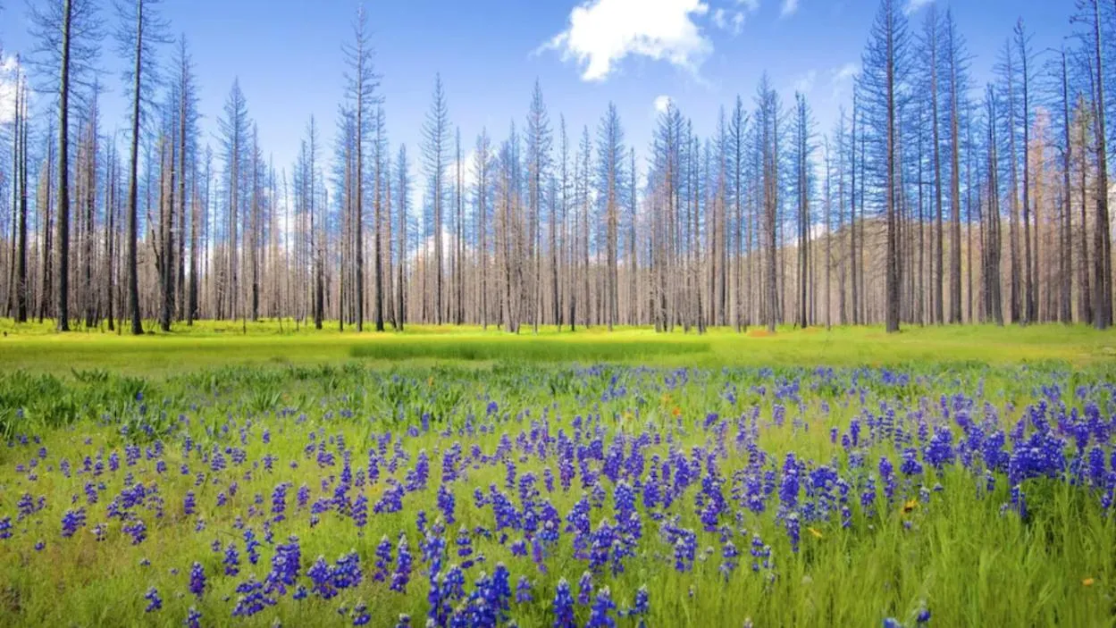 New Luxury 5BR Cabin in Pine Mountain Lake! 1 Minute to Beach! Massage Chair! Close to Yosemite! Perfect for Retreats and Escapes All Seasons!