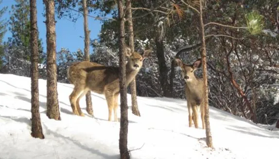 New Luxury 5BR Cabin in Pine Mountain Lake! 1 Minute to Beach! Massage Chair! Close to Yosemite! Perfect for Retreats and Escapes All Seasons!