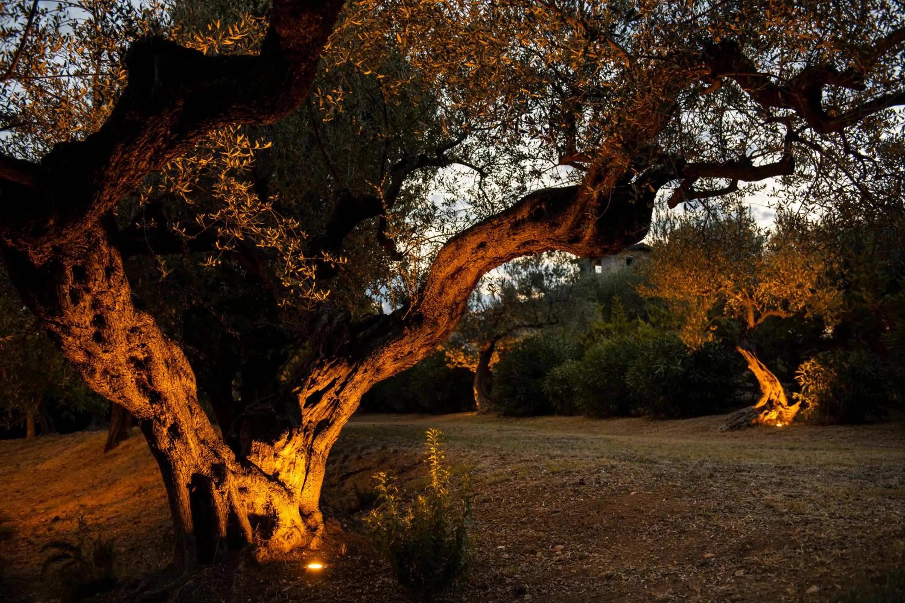 Casale delle Lavande