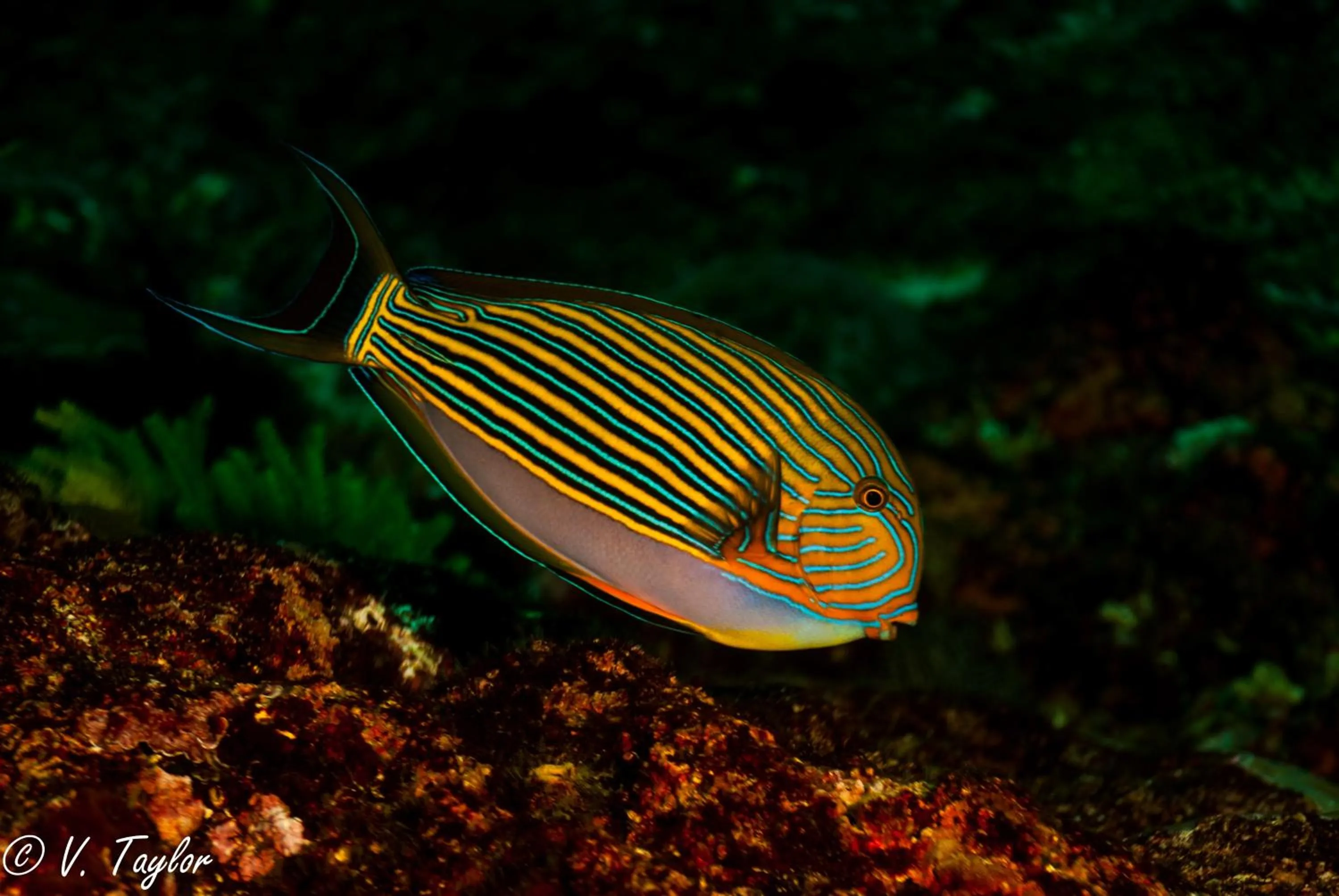 Snorkeling in Lutwala Bungalows and Private Villa