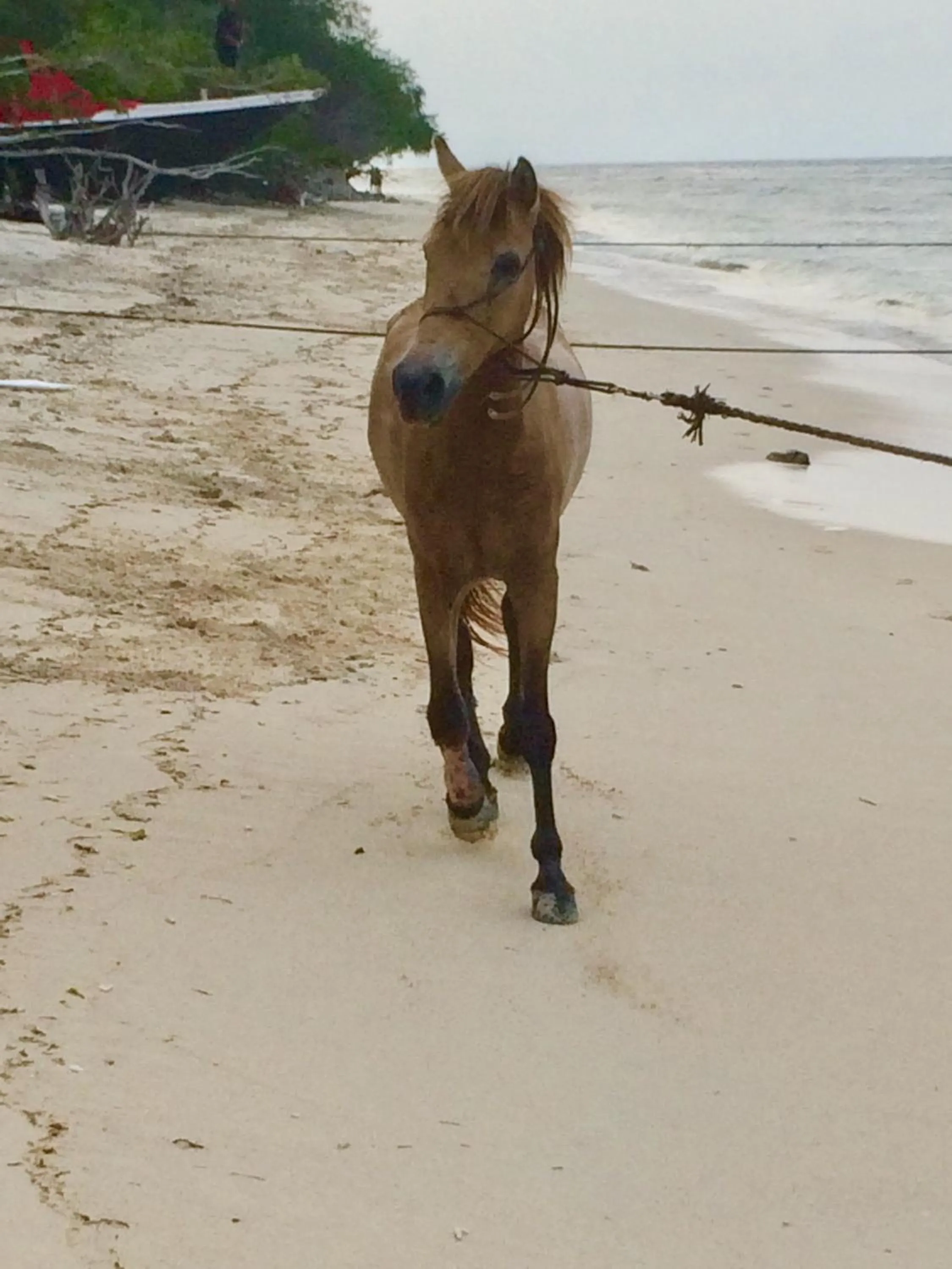 Animals in Lutwala Bungalows and Private Villa