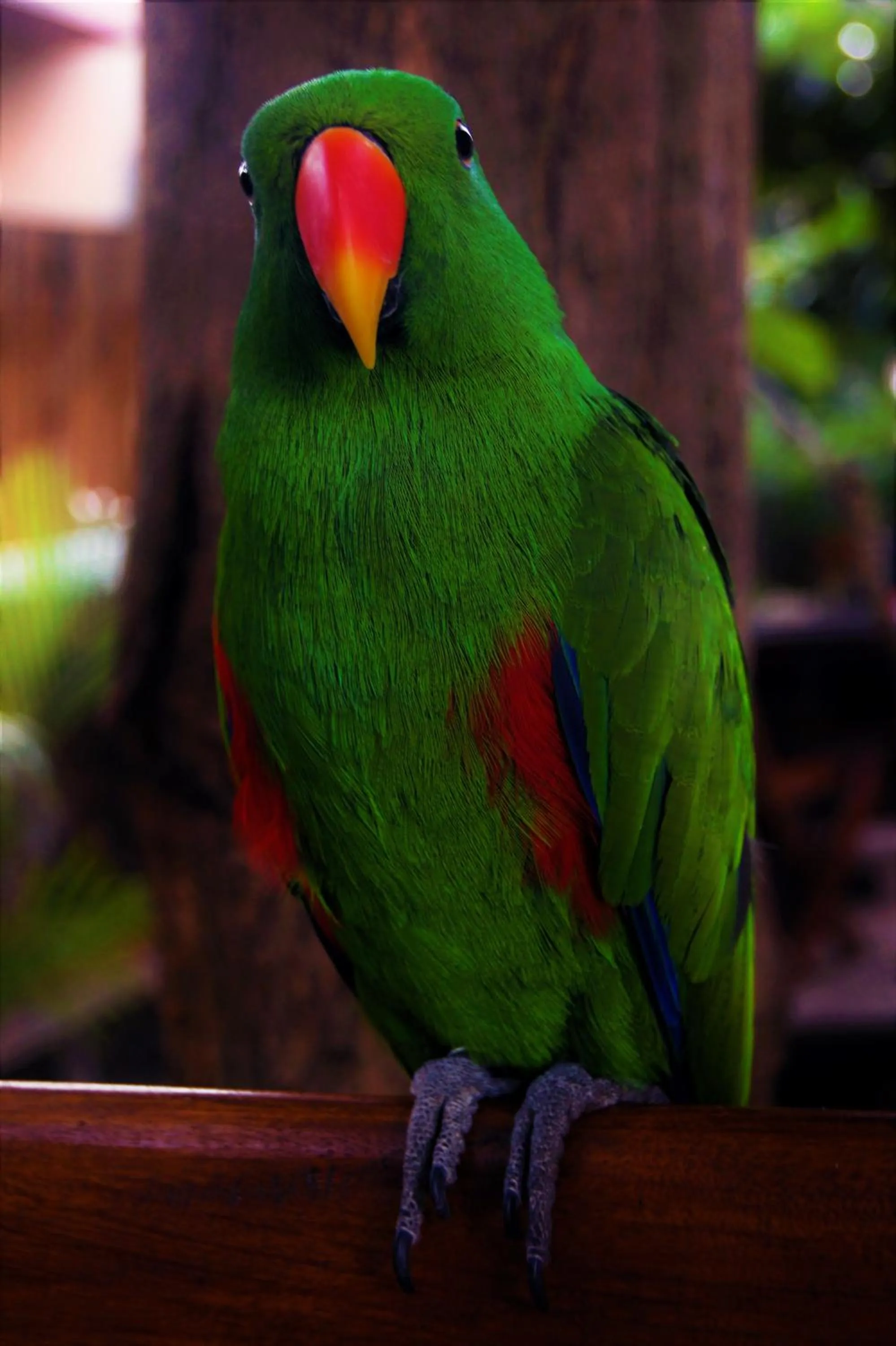 Pets in Lutwala Bungalows and Private Villa