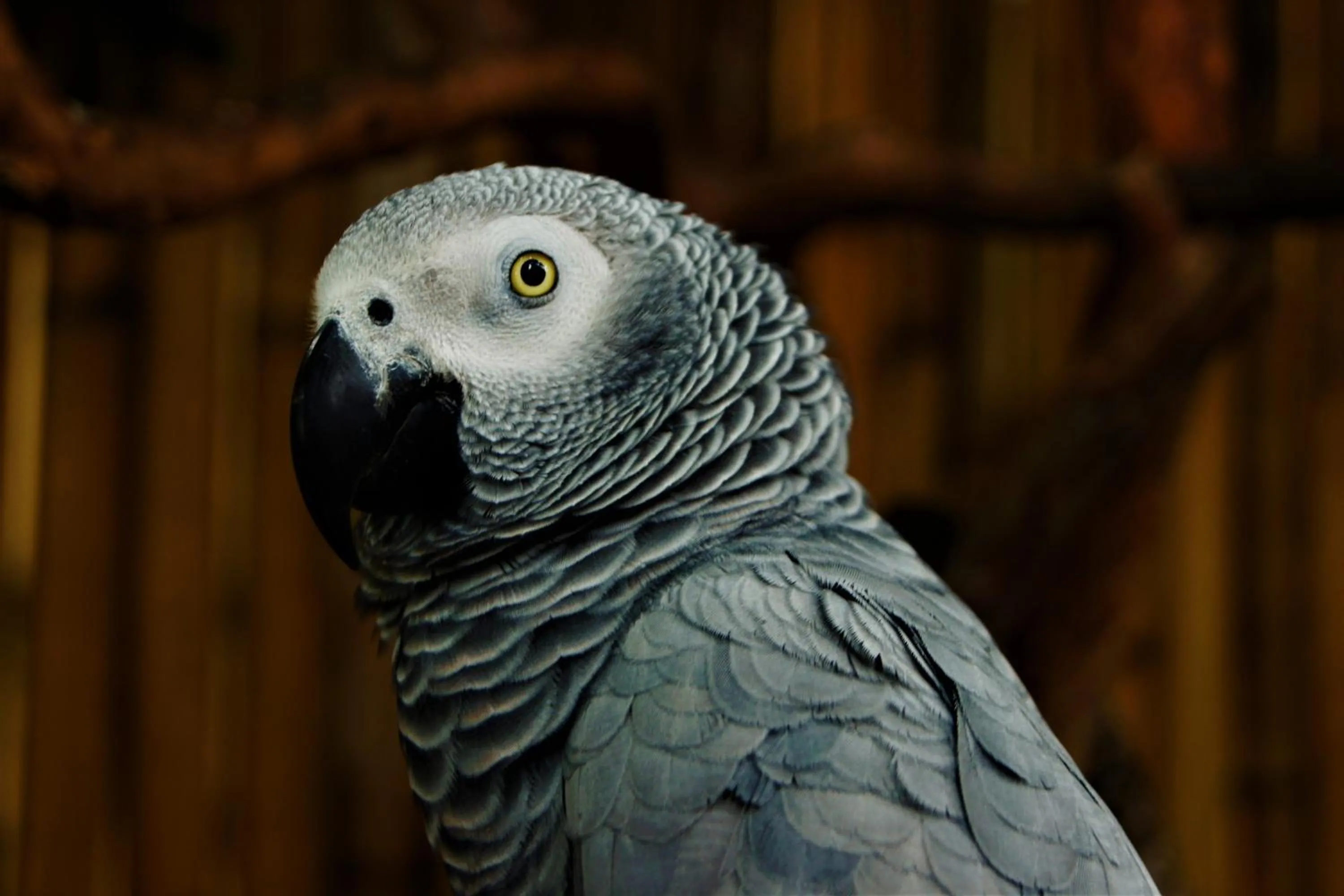 Pets in Lutwala Bungalows and Private Villa