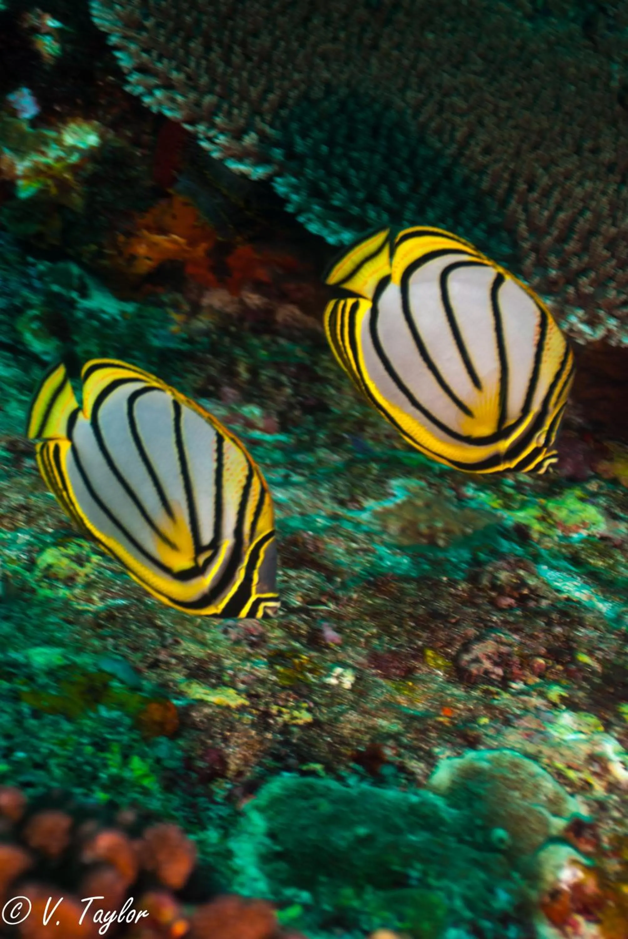 Snorkeling in Lutwala Bungalows and Private Villa