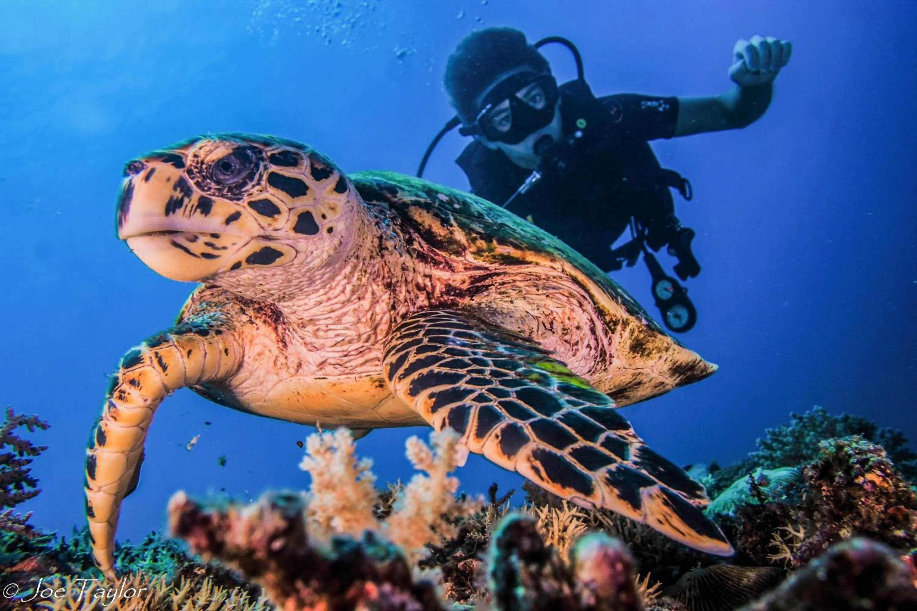 Diving in Lutwala Bungalows and Private Villa