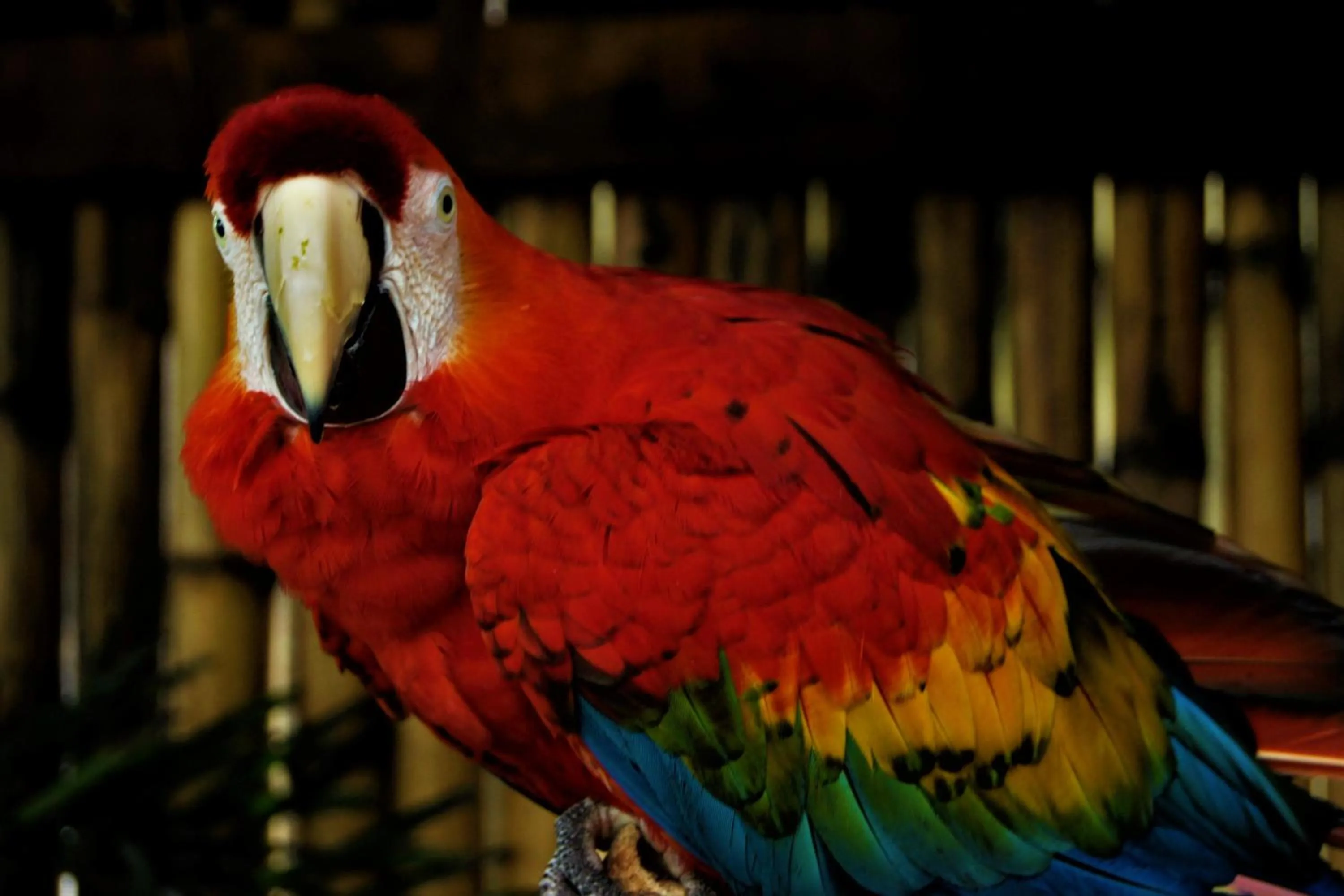 Pets in Lutwala Bungalows and Private Villa