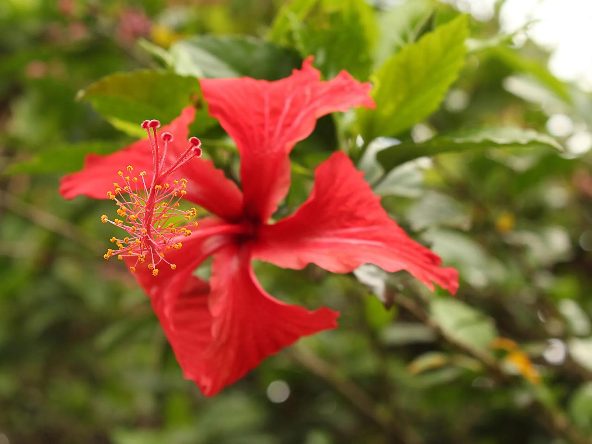 Garden in Guappo Socorro
